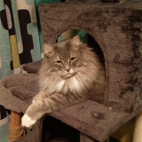 Enlarge Juniper, a Adoptable Domestic Medium Hair in Minneapolis, MN image 2/6