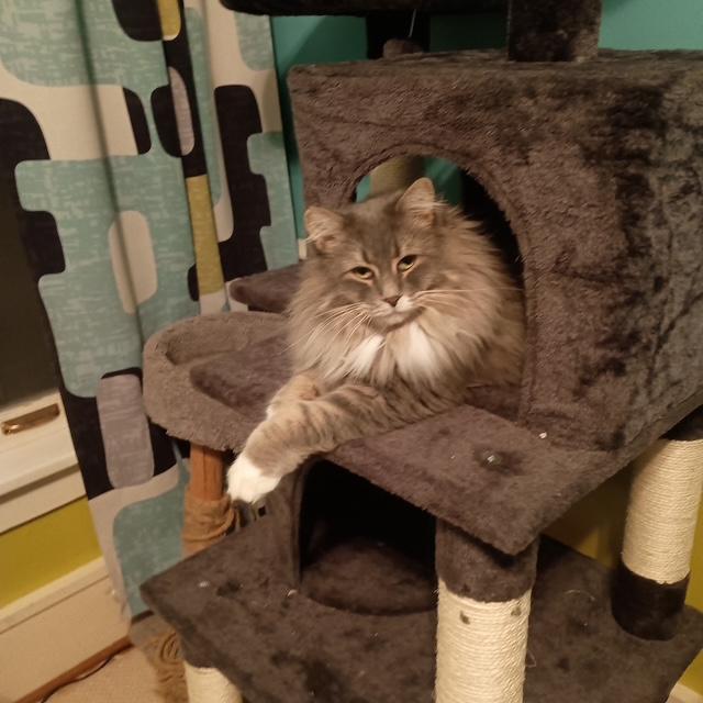 Enlarge Juniper, a Adoptable Domestic Medium Hair in Minneapolis, MN image 6/6