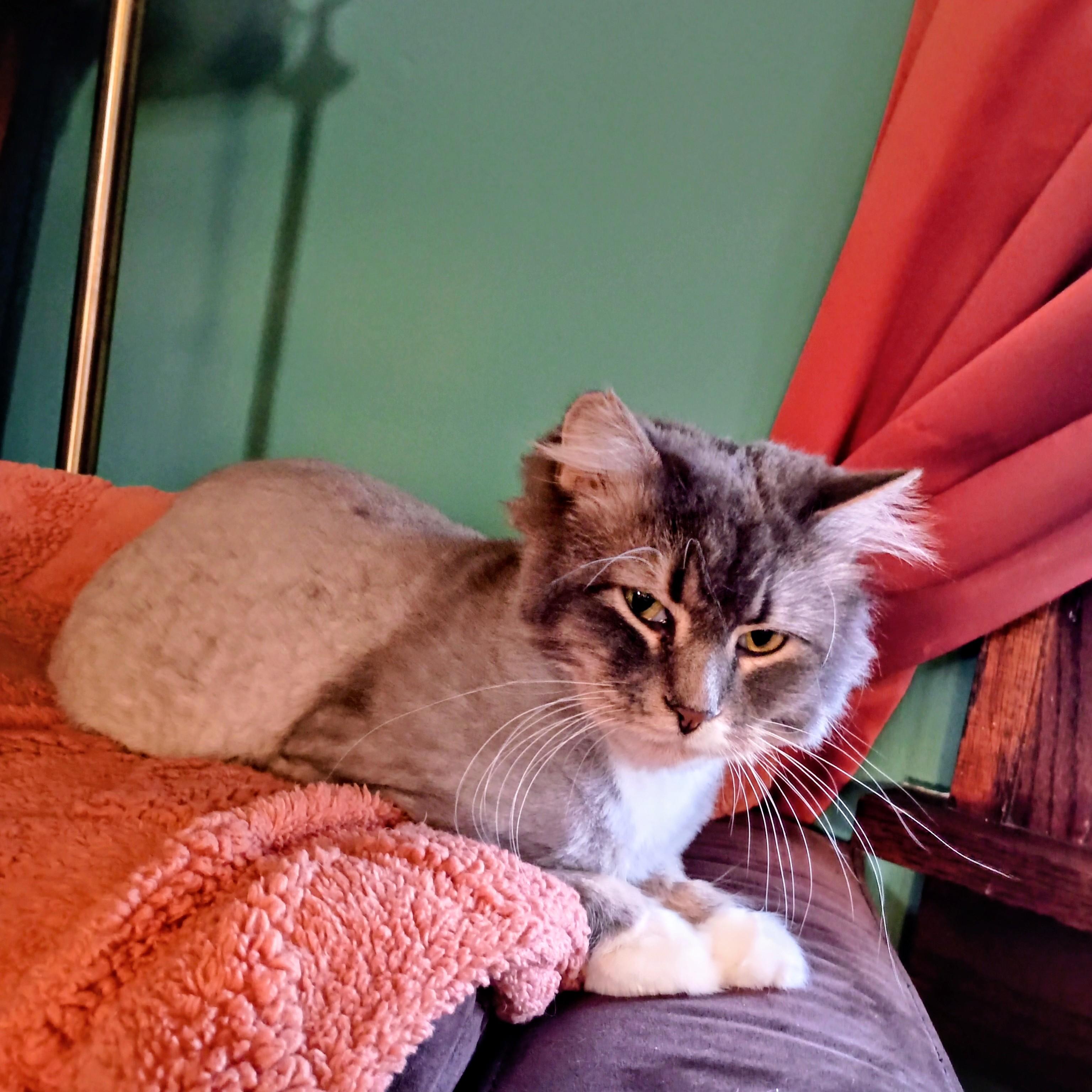 Enlarge Juniper, a Adoptable Domestic Medium Hair in Minneapolis, MN image 5/6