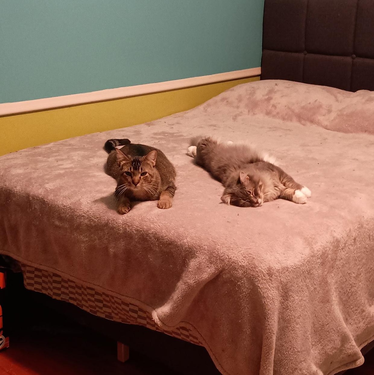 Enlarge Juniper, a Adoptable Domestic Medium Hair in Minneapolis, MN image 6/6