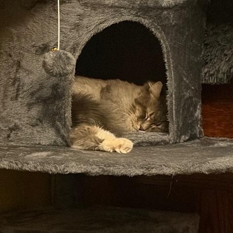 Enlarge Juniper, a Adoptable Domestic Medium Hair in Minneapolis, MN image 4/6