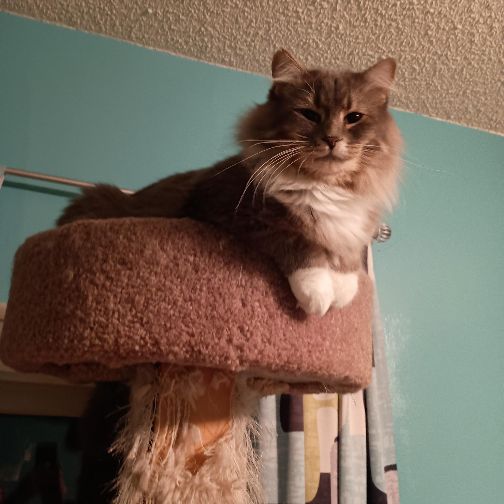 Enlarge Juniper, a Adoptable Domestic Medium Hair in Minneapolis, MN image 2/6