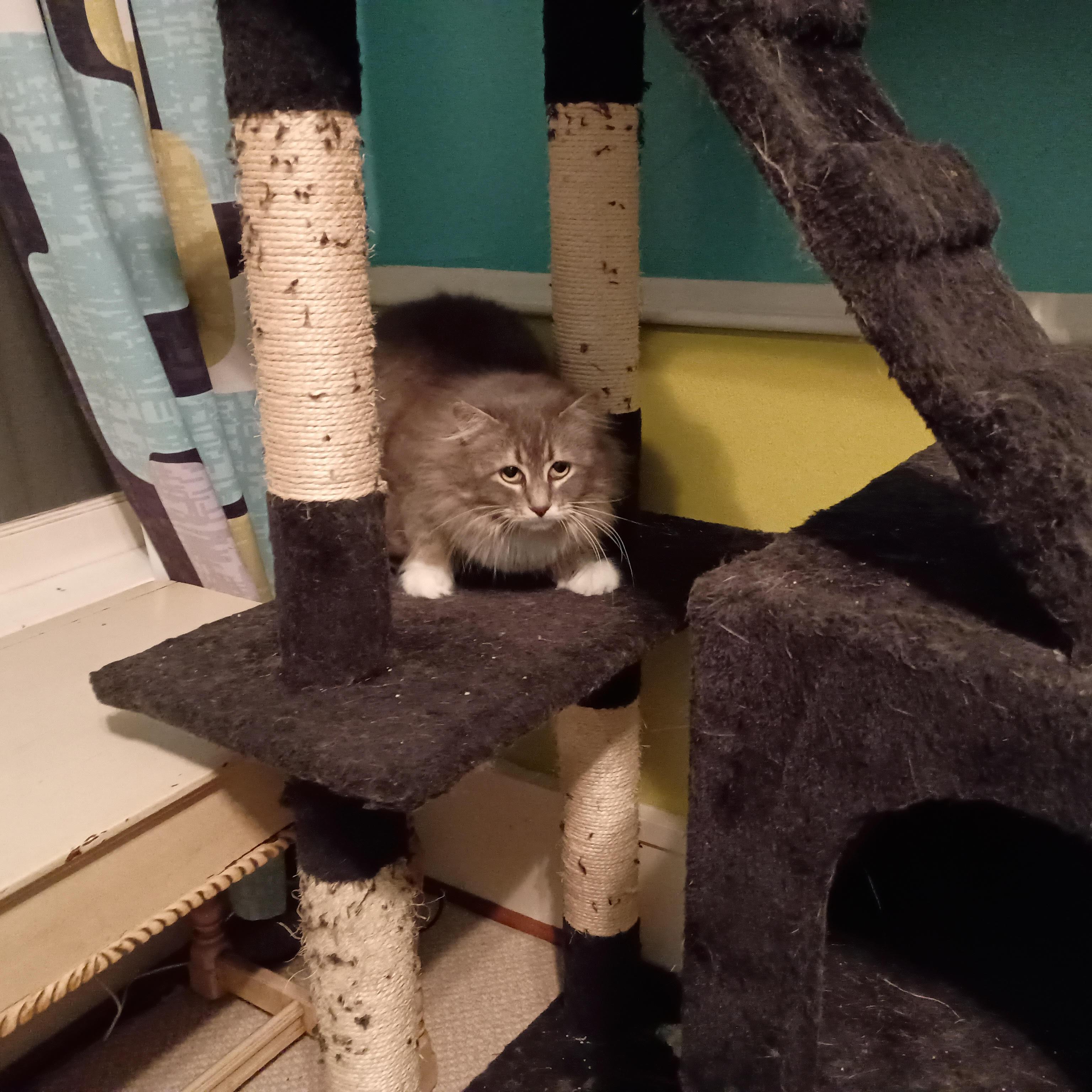 Enlarge Juniper, a Adoptable Domestic Medium Hair in Minneapolis, MN image 5/6