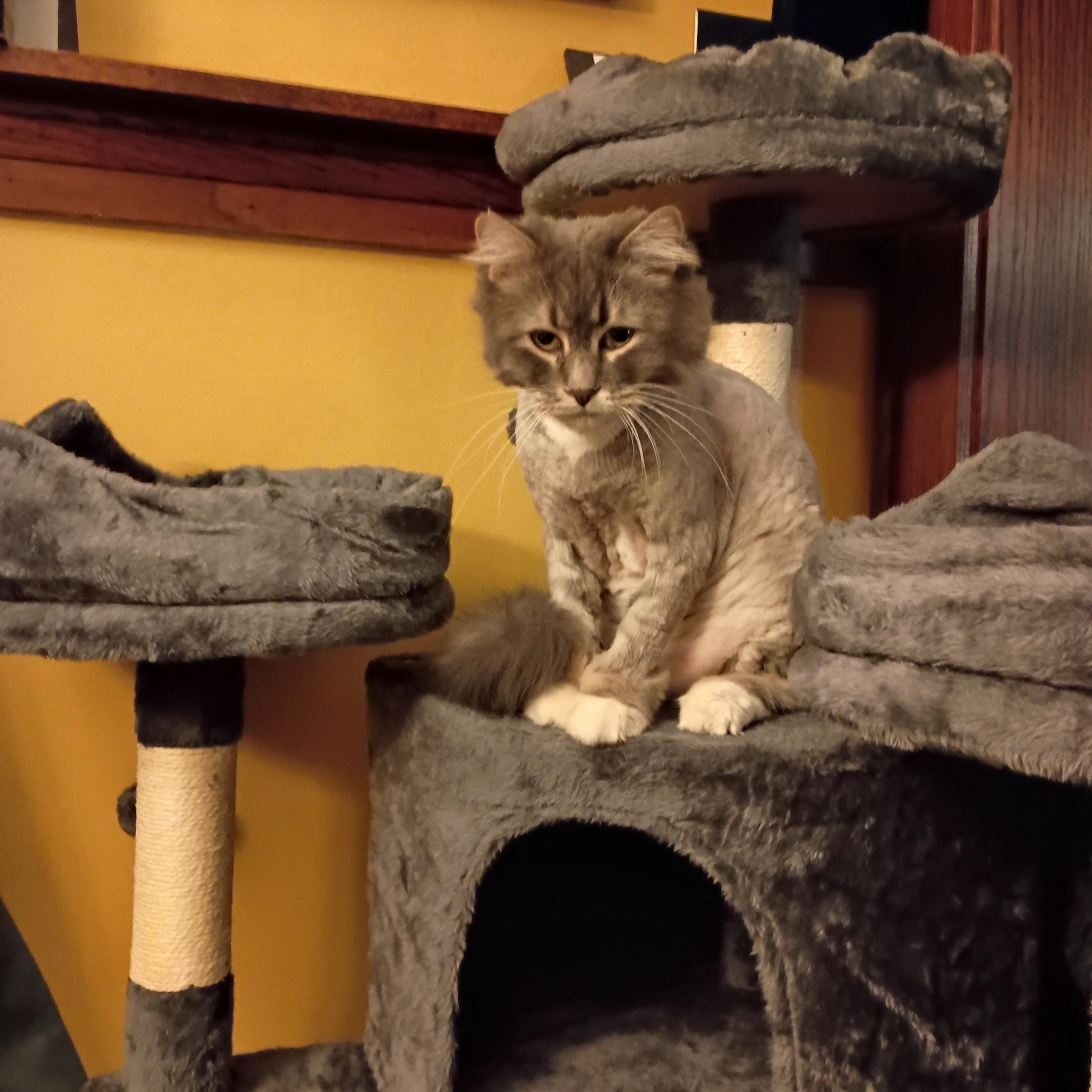 Enlarge Juniper, a Adoptable Domestic Medium Hair in Minneapolis, MN image 6/6