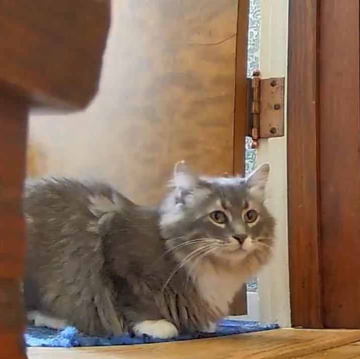 Juniper, Young Female Domestic Medium Hair