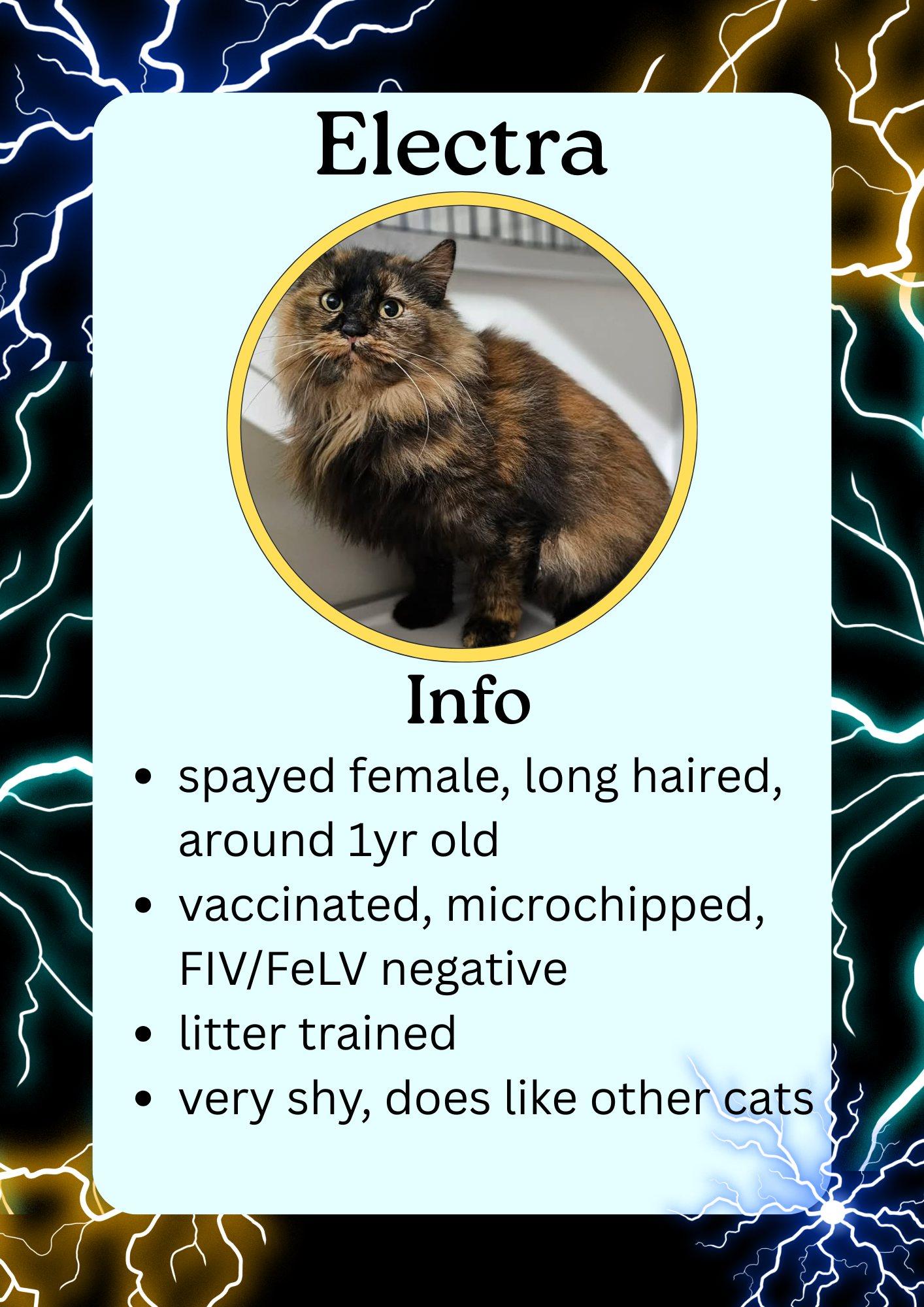 Enlarge Electra, a ADOPTABLE Domestic Long Hair in Greensburg, IN image 1/1