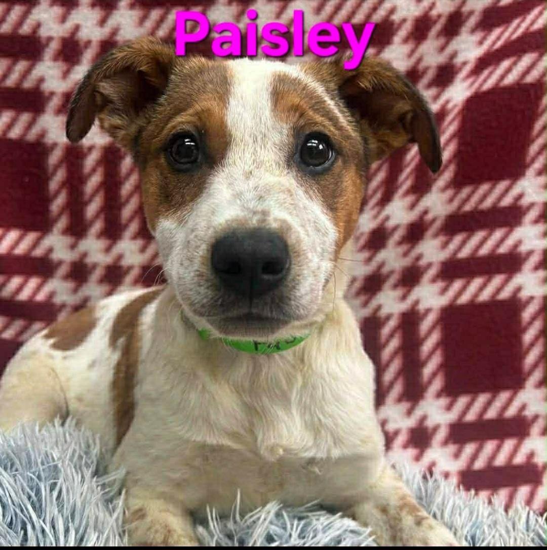 Enlarge Paisley, a Adoptable Australian Cattle Dog / Blue Heeler in merrillville, IN image 1/1