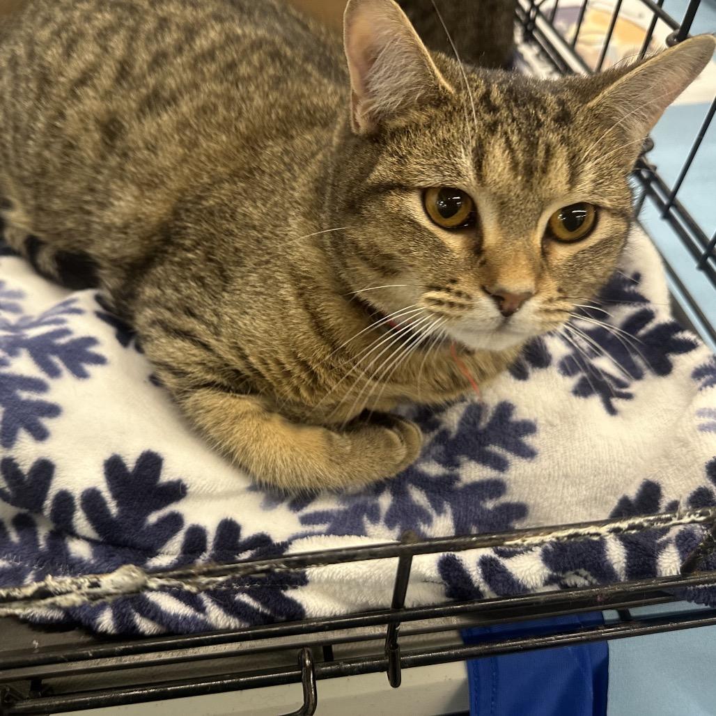 Loggins- red collar, Adoptable, Young Male Domestic Short Hair.