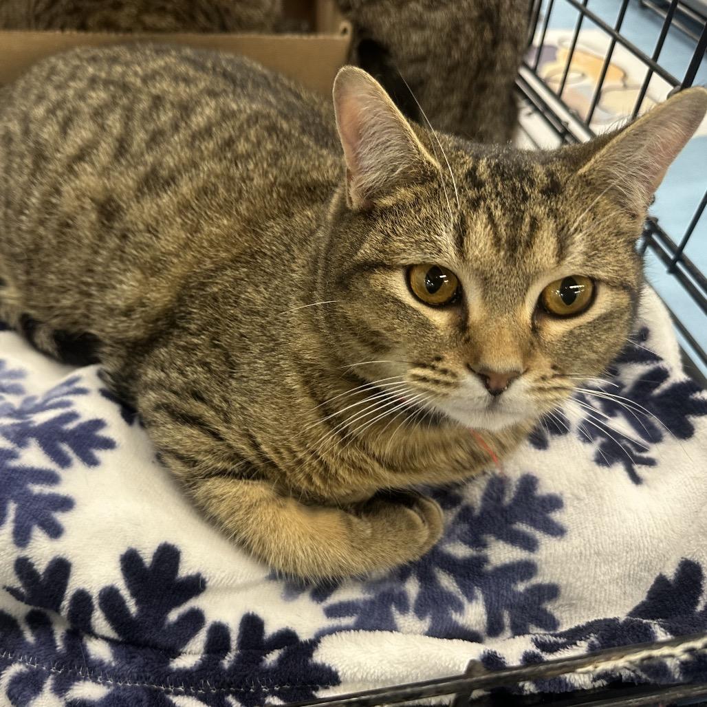 Enlarge Loggins- red collar, a Adoptable Domestic Short Hair in Greenfield, IN image 2/3