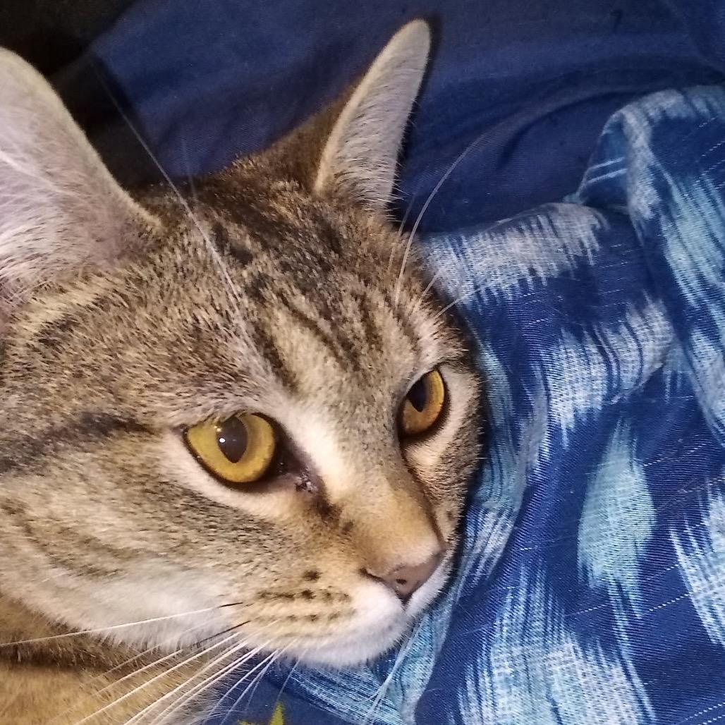 Enlarge Loggins- red collar, a Adoptable Domestic Short Hair in Greenfield, IN image 3/3