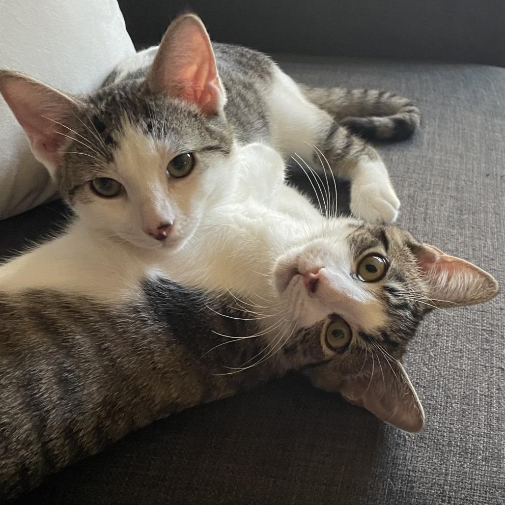 Jolly Roger — thumbnail 2