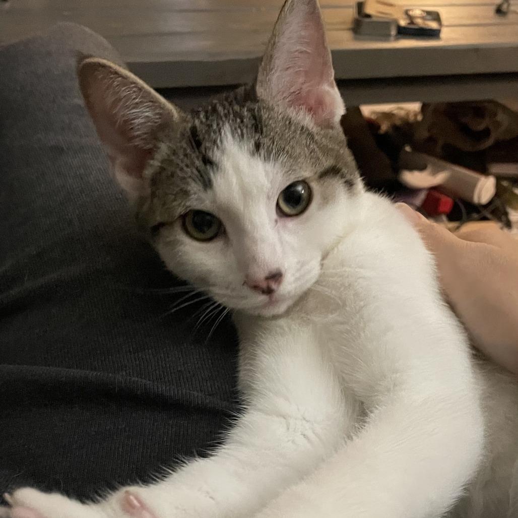 Jolly Roger — thumbnail 3