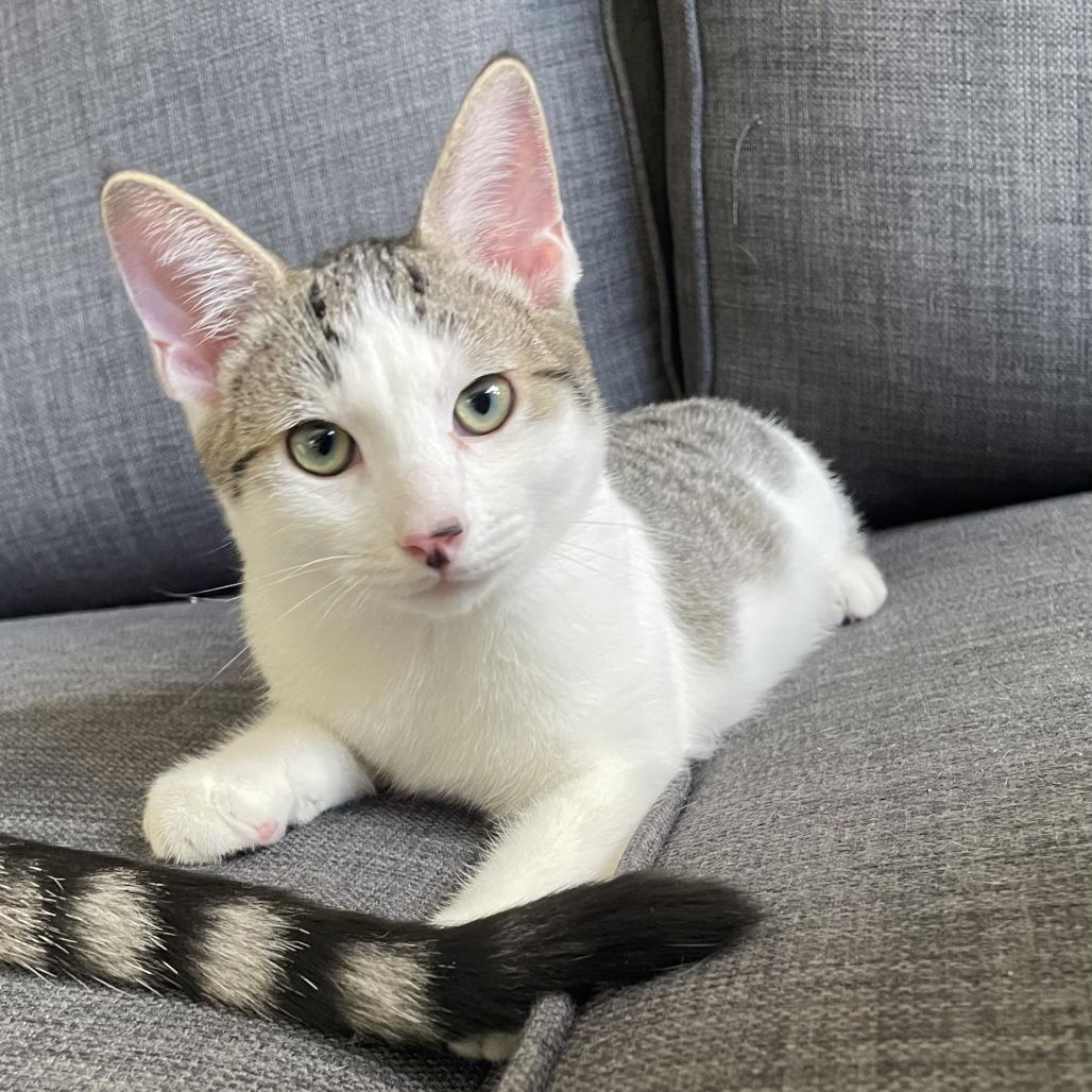 Jolly Roger — thumbnail 4