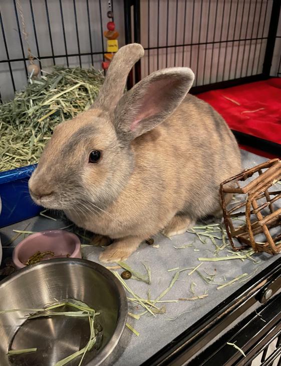 Ellie, adopted, Young Female Harlequin.