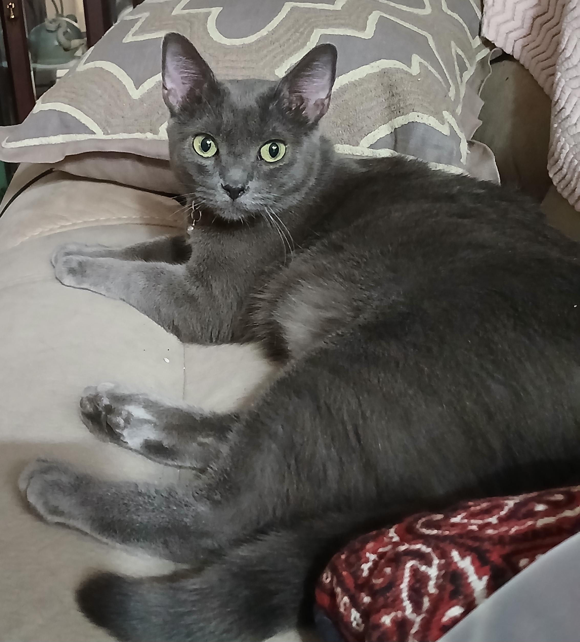 Sunflower, an adoptable Russian Blue in kingman, AZ, 86409 | Photo Image 1