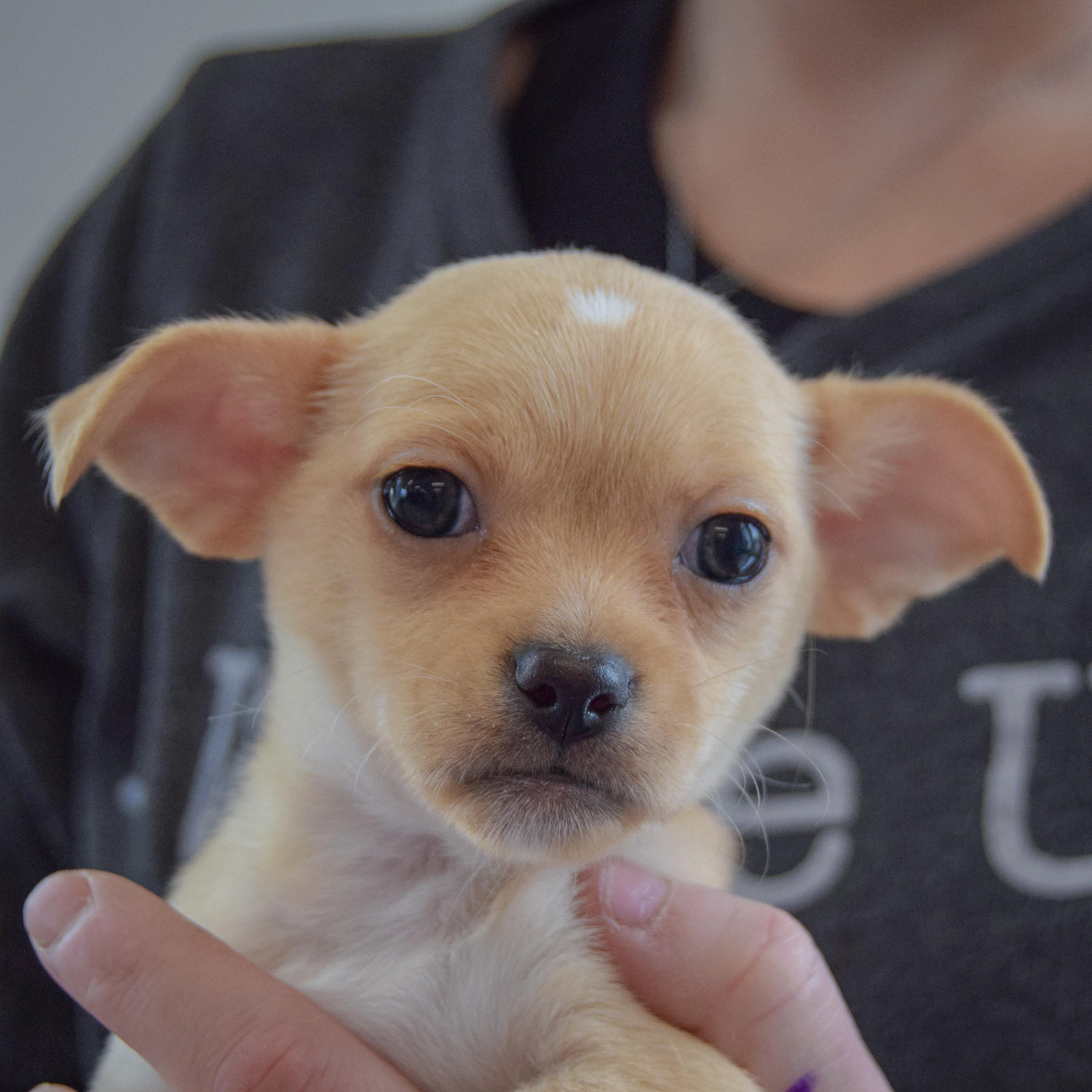 Enlarge Roxy, an adopted mixed breed in Huntley, IL image 6/6