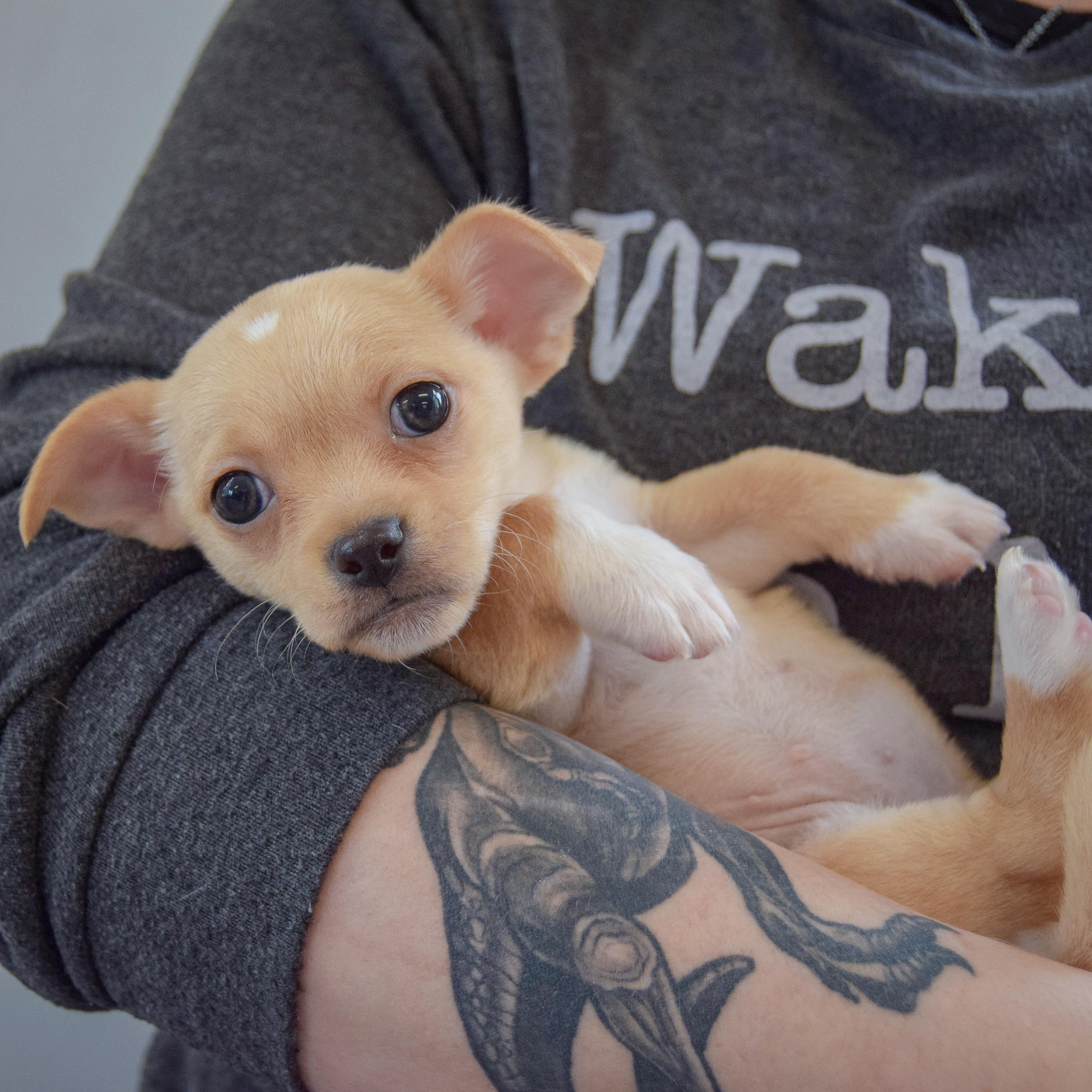 Enlarge Roxy, an adopted mixed breed in Huntley, IL image 4/6