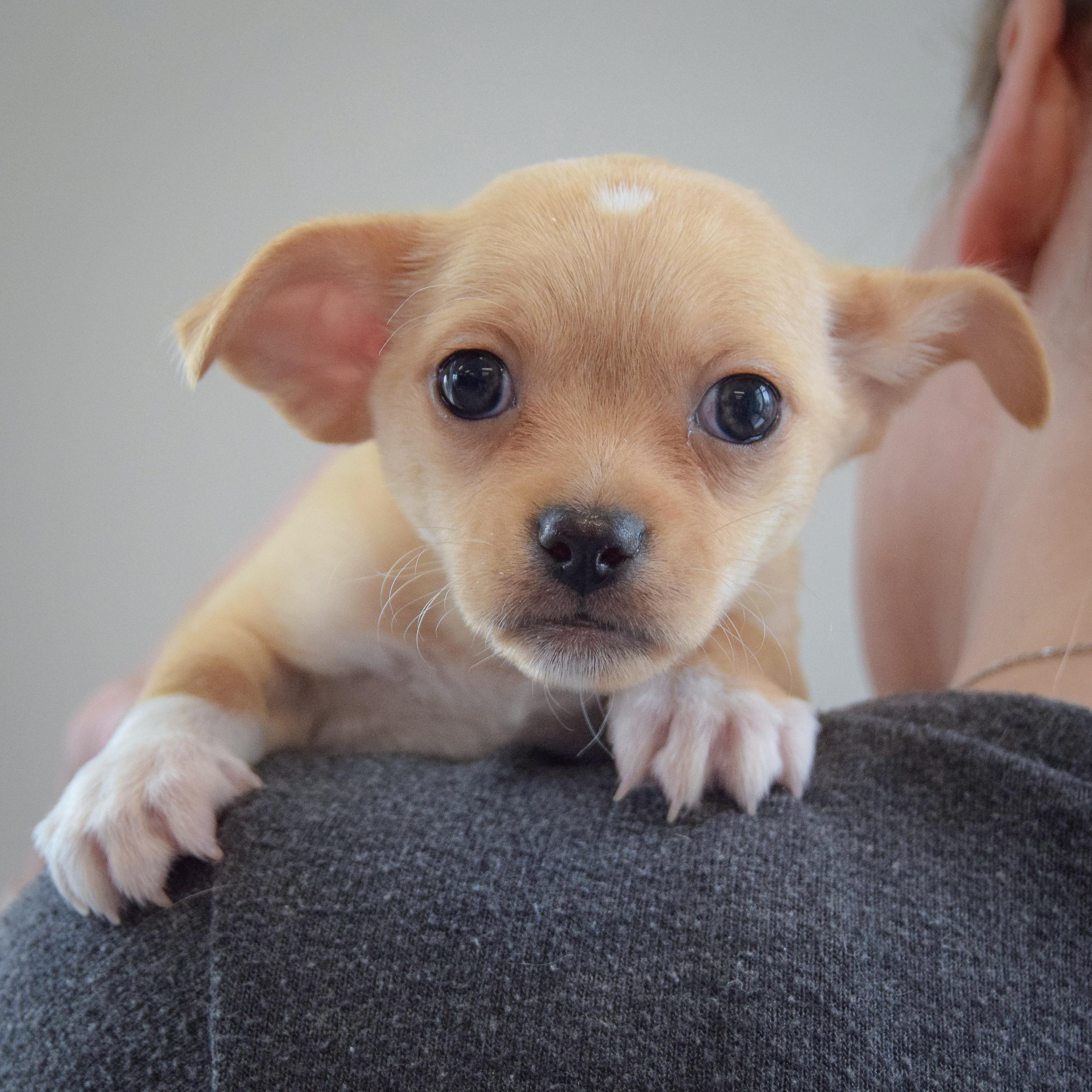 Enlarge Roxy, an adopted mixed breed in Huntley, IL image 5/6