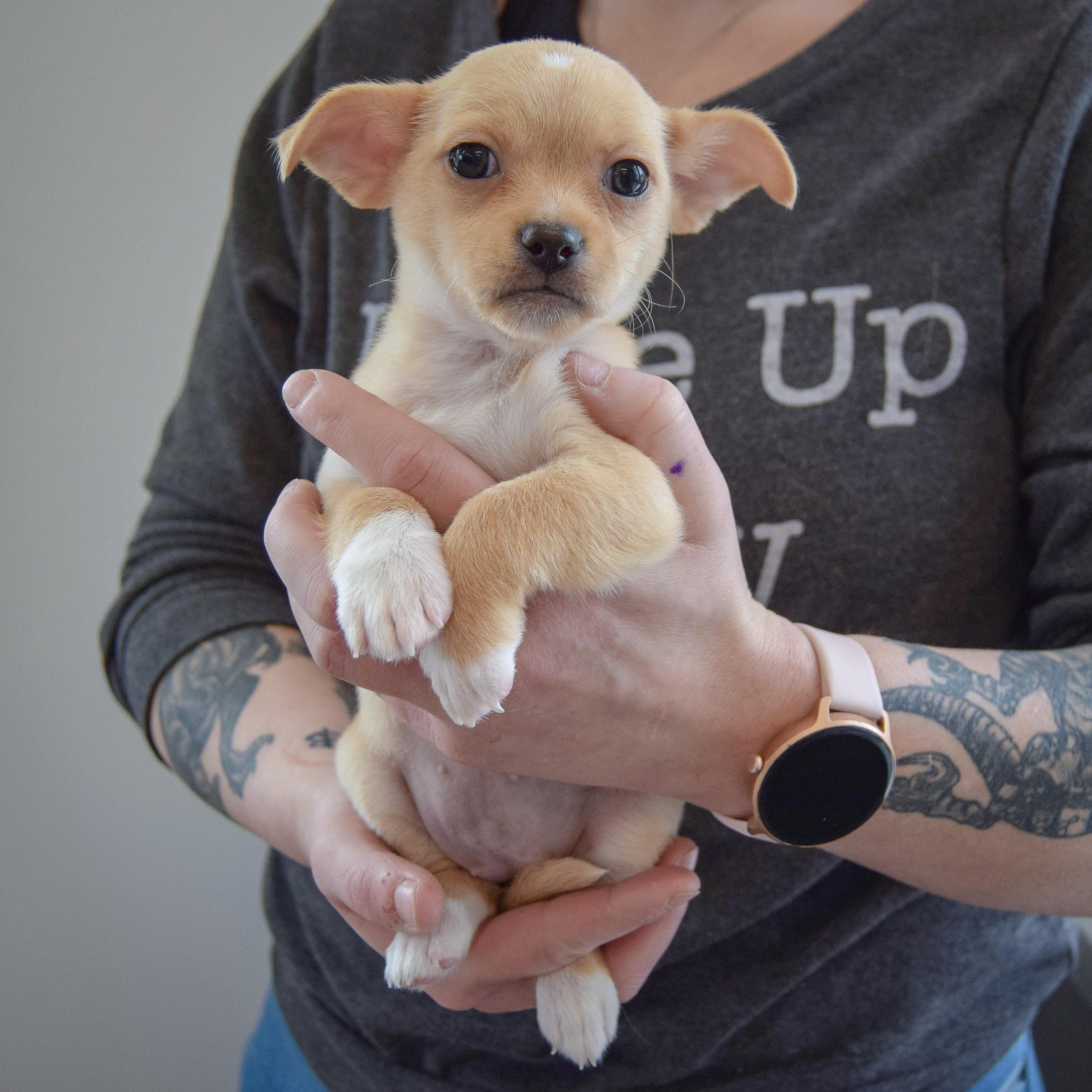 Enlarge Roxy, an adopted mixed breed in Huntley, IL image 3/6