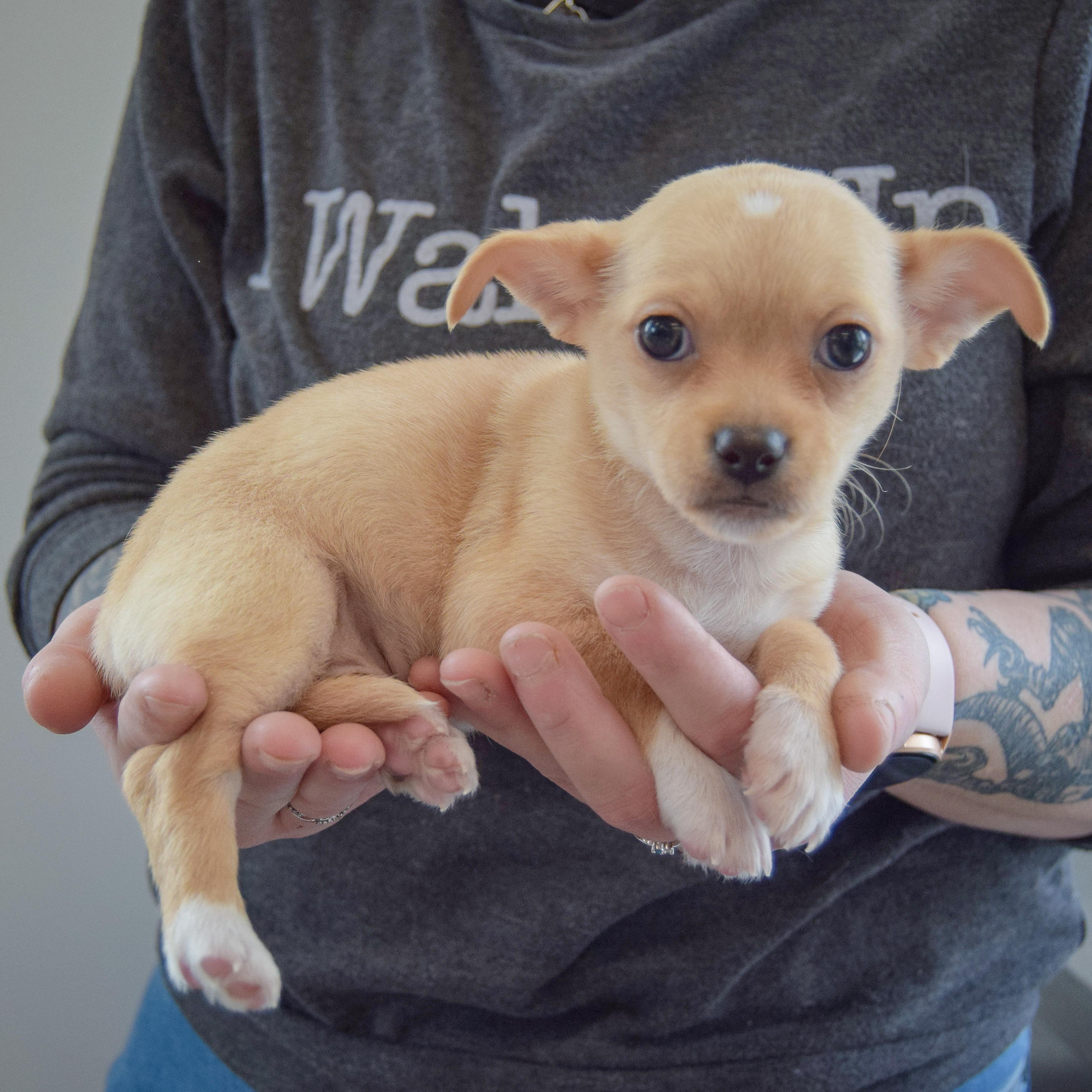Enlarge Roxy, an adopted mixed breed in Huntley, IL image 2/6