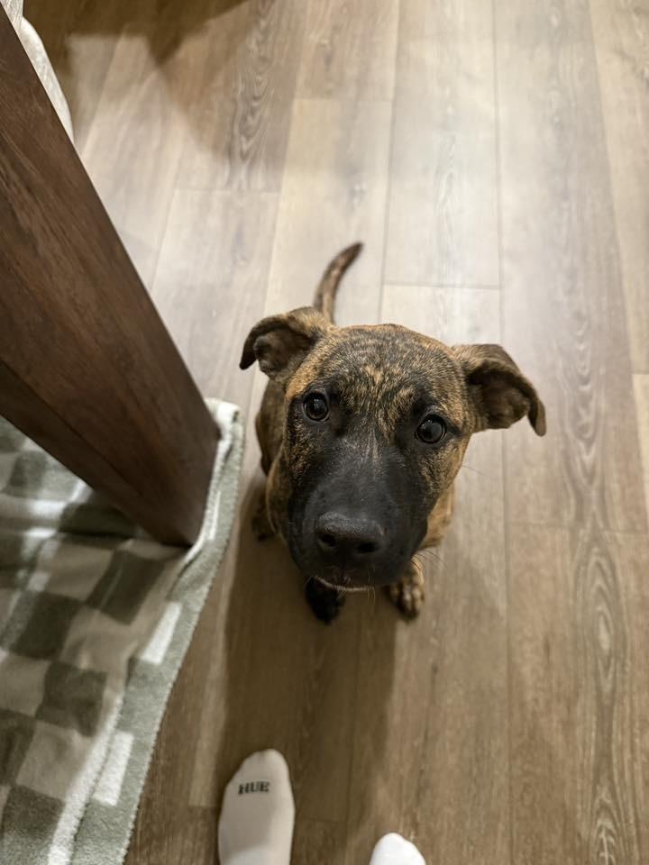 Nala, Adoptable, Puppy Female Labrador Retriever.