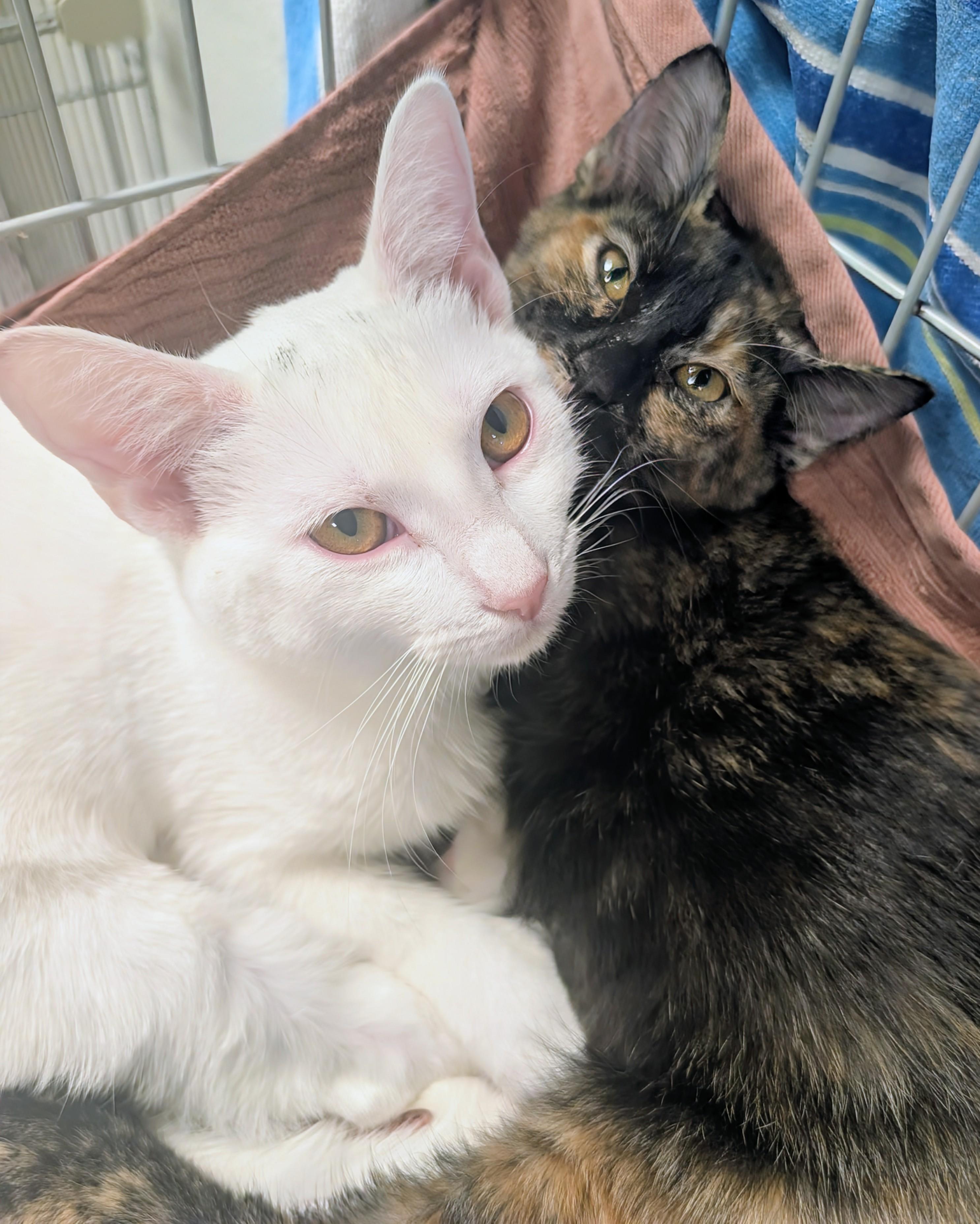 Enlarge Paprika & Salt, a Adoptable Domestic Short Hair in Palm Harbor, FL image 2/3