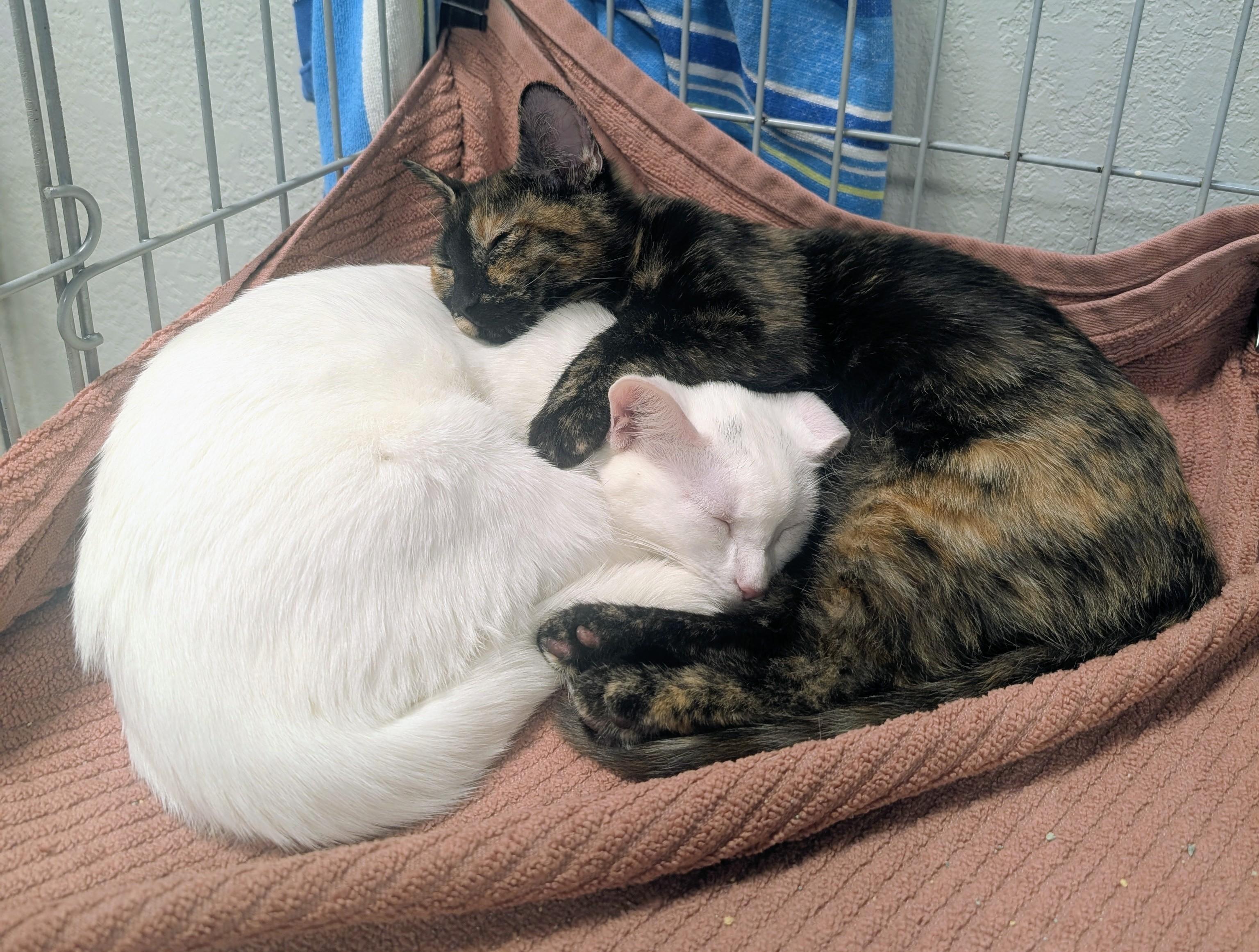 Enlarge Paprika & Salt, a Adoptable Domestic Short Hair in Palm Harbor, FL image 3/3