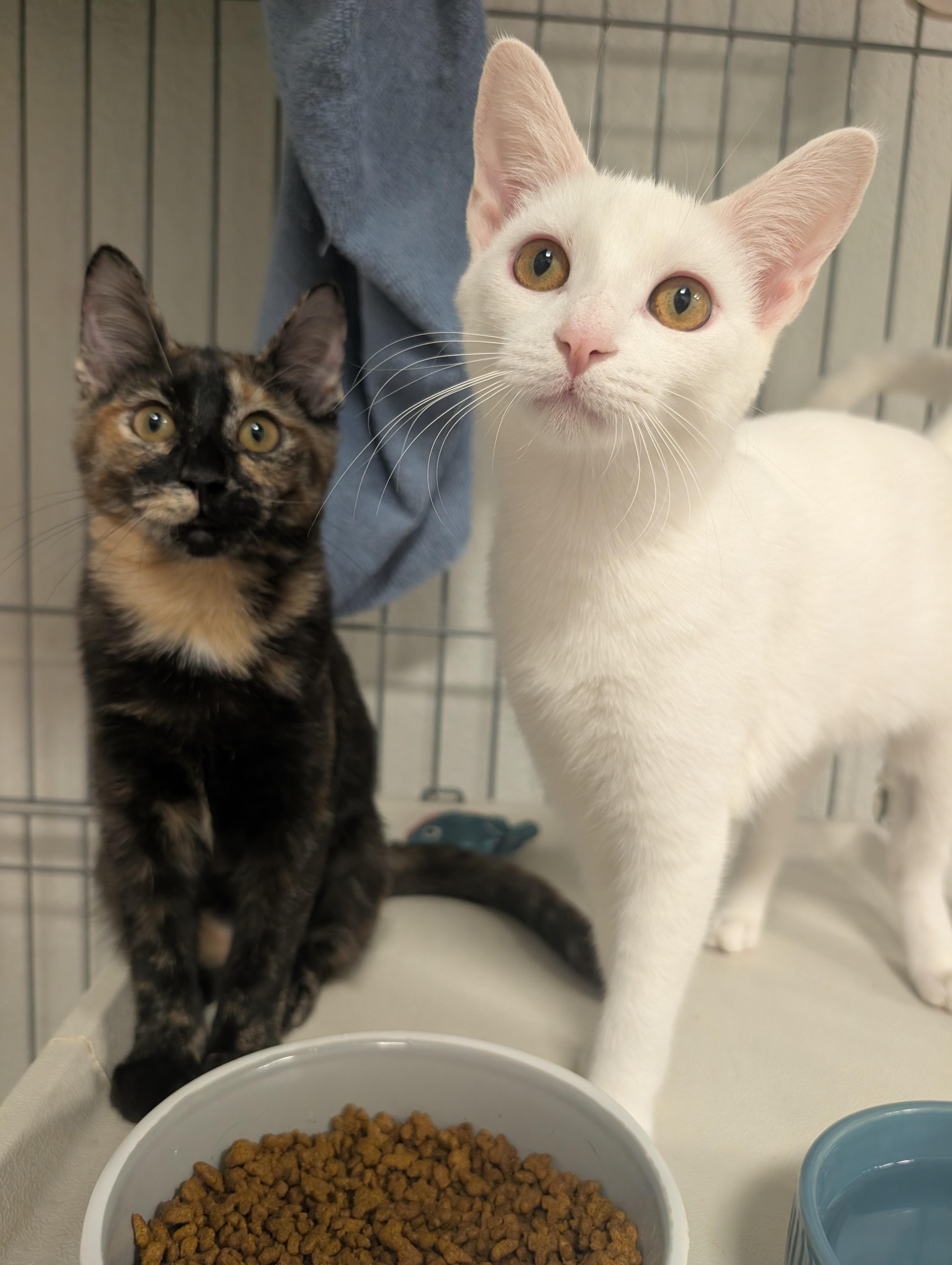 Enlarge Paprika & Salt, a Adoptable Domestic Short Hair in Palm Harbor, FL image 1/3