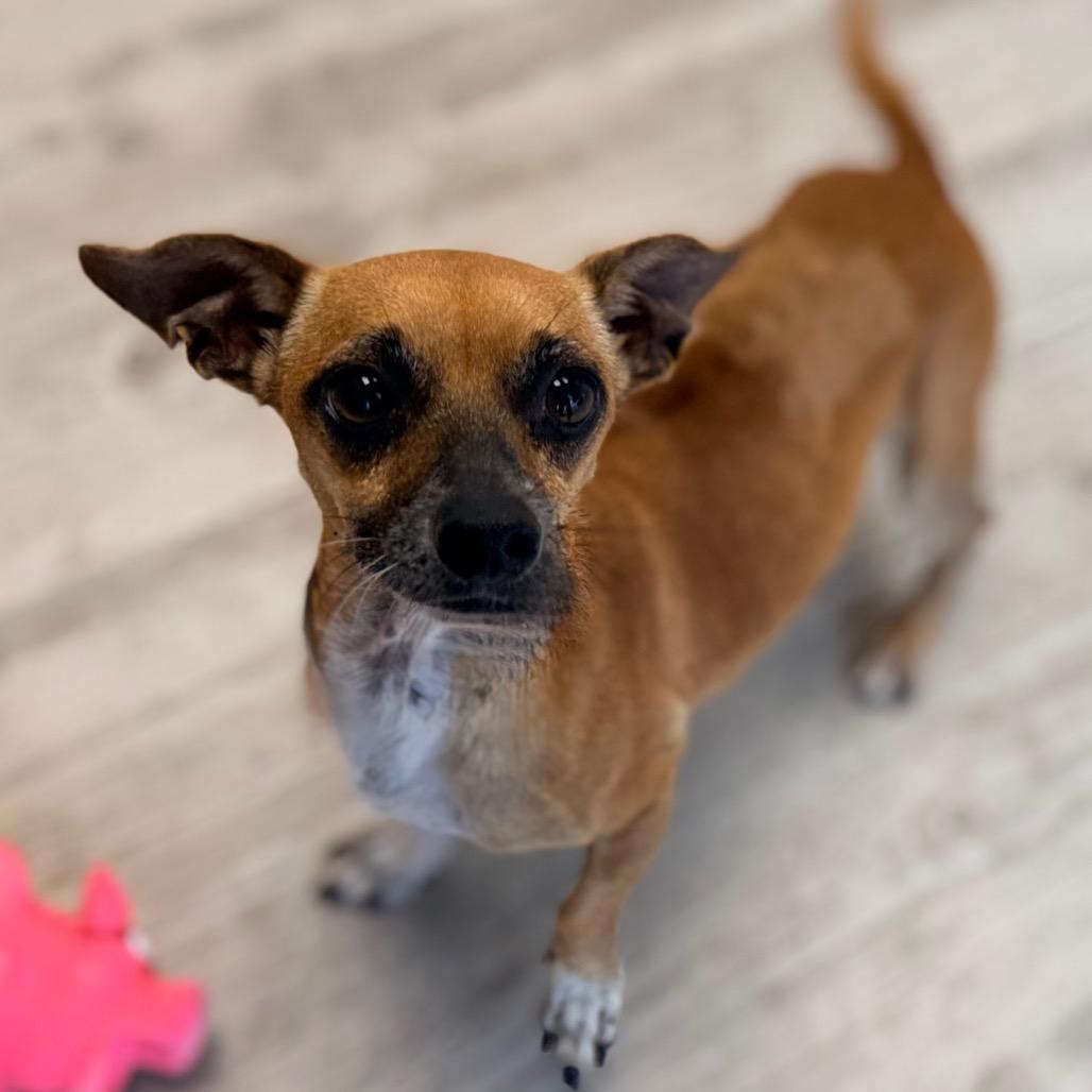 Cafecito, Adoptable, Adult Male Terrier & Mixed Breed.
