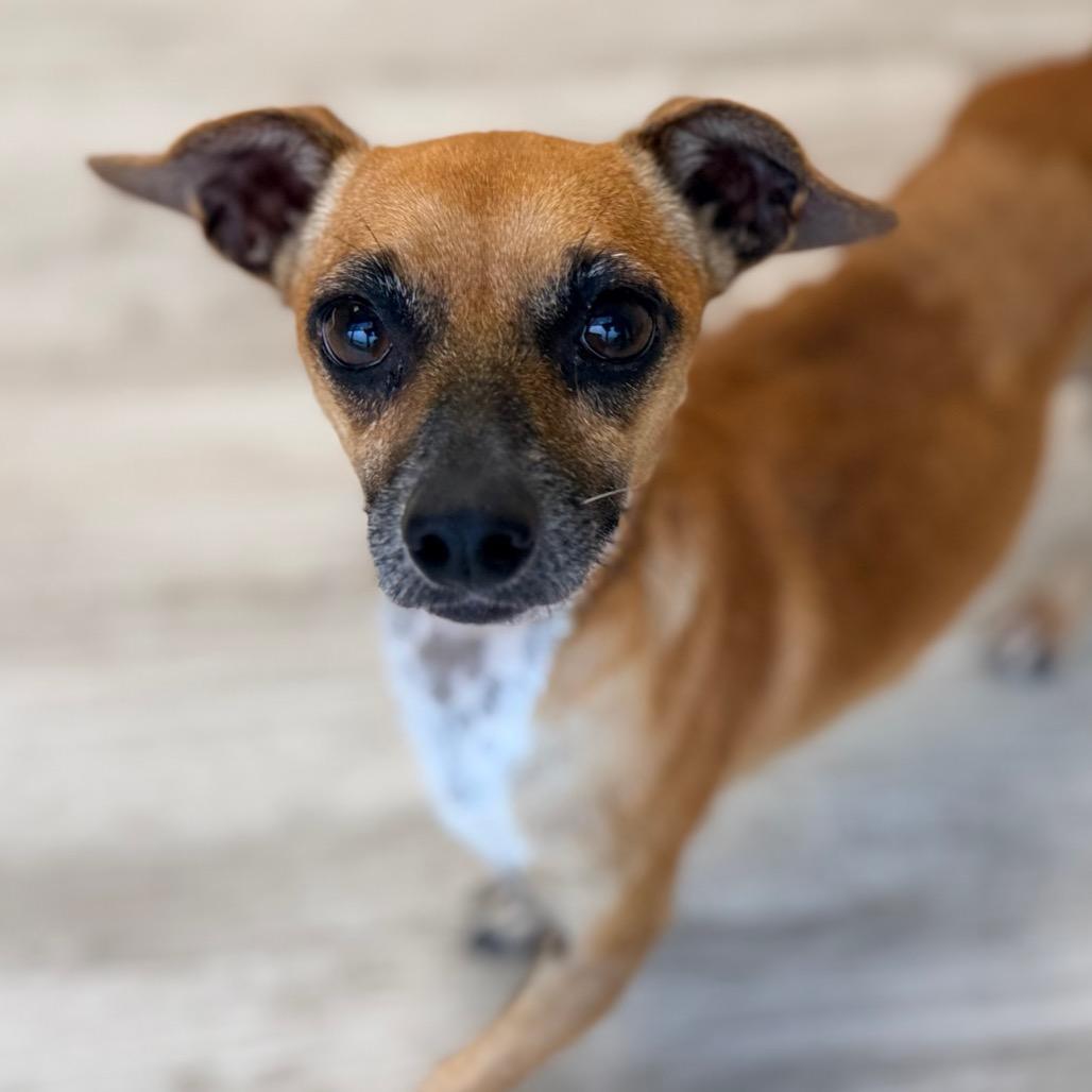 Enlarge Cafecito, a Adoptable mixed breed in Green Bay, WI image 2/6