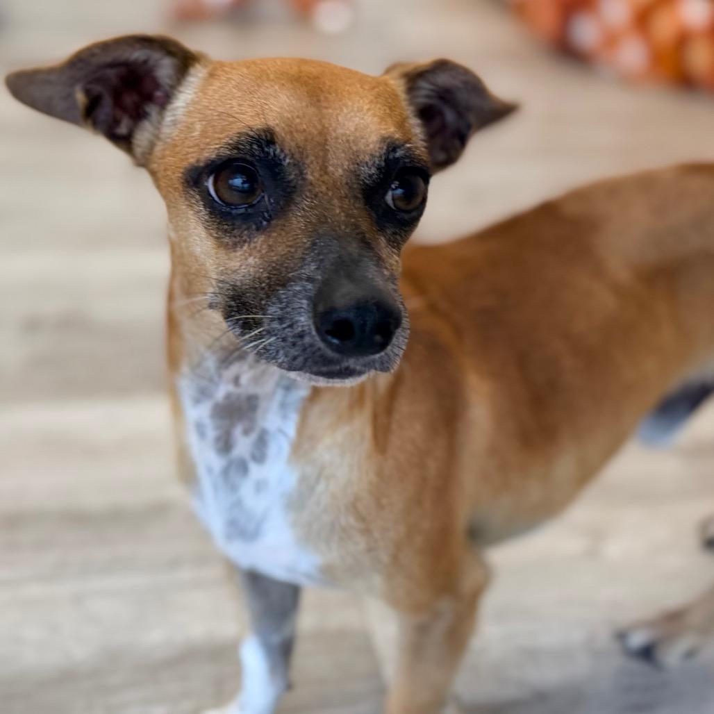 Enlarge Cafecito, a Adoptable mixed breed in Green Bay, WI image 3/6