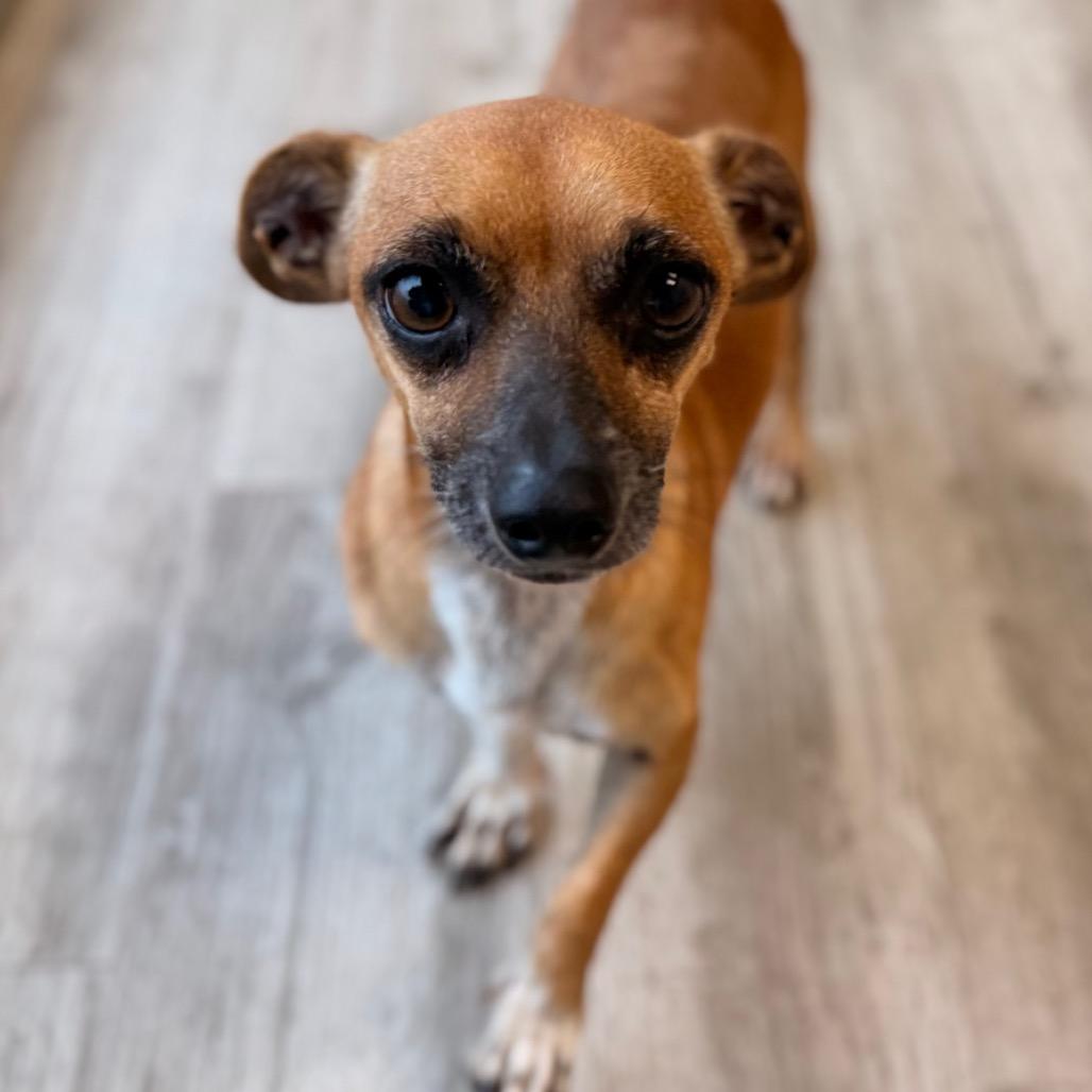 Enlarge Cafecito, a Adoptable mixed breed in Green Bay, WI image 4/6