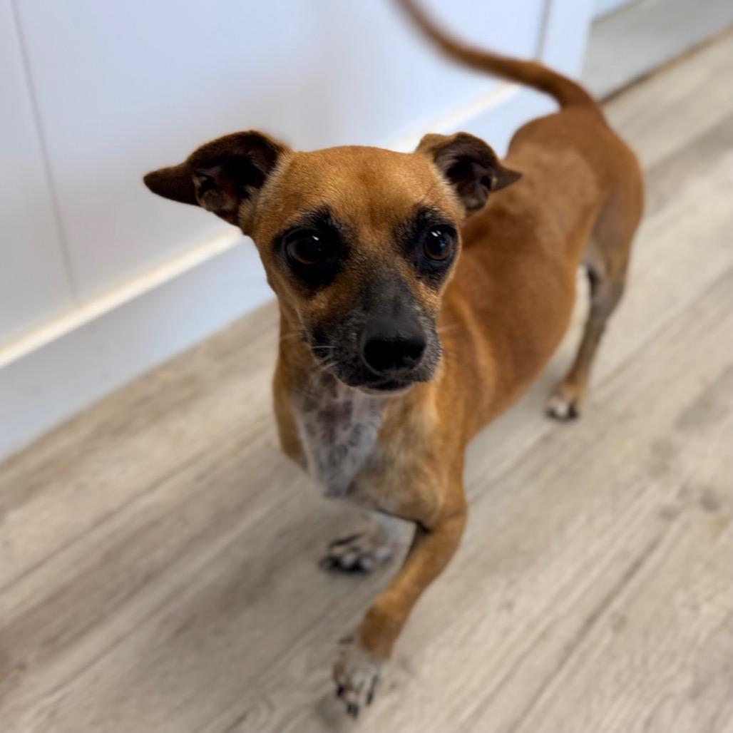 Enlarge Cafecito, a Adoptable mixed breed in Green Bay, WI image 5/6