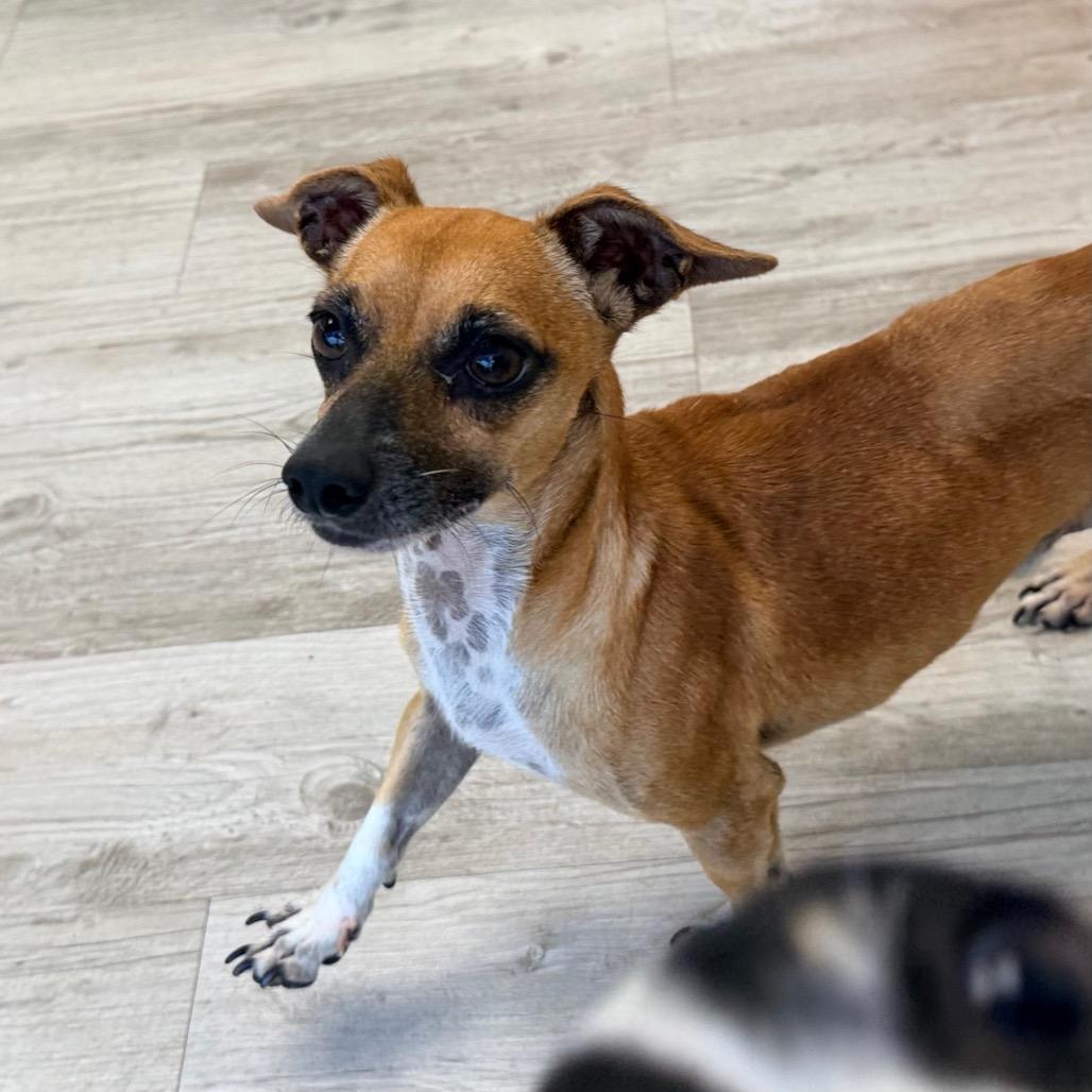 Enlarge Cafecito, a Adoptable mixed breed in Green Bay, WI image 6/6