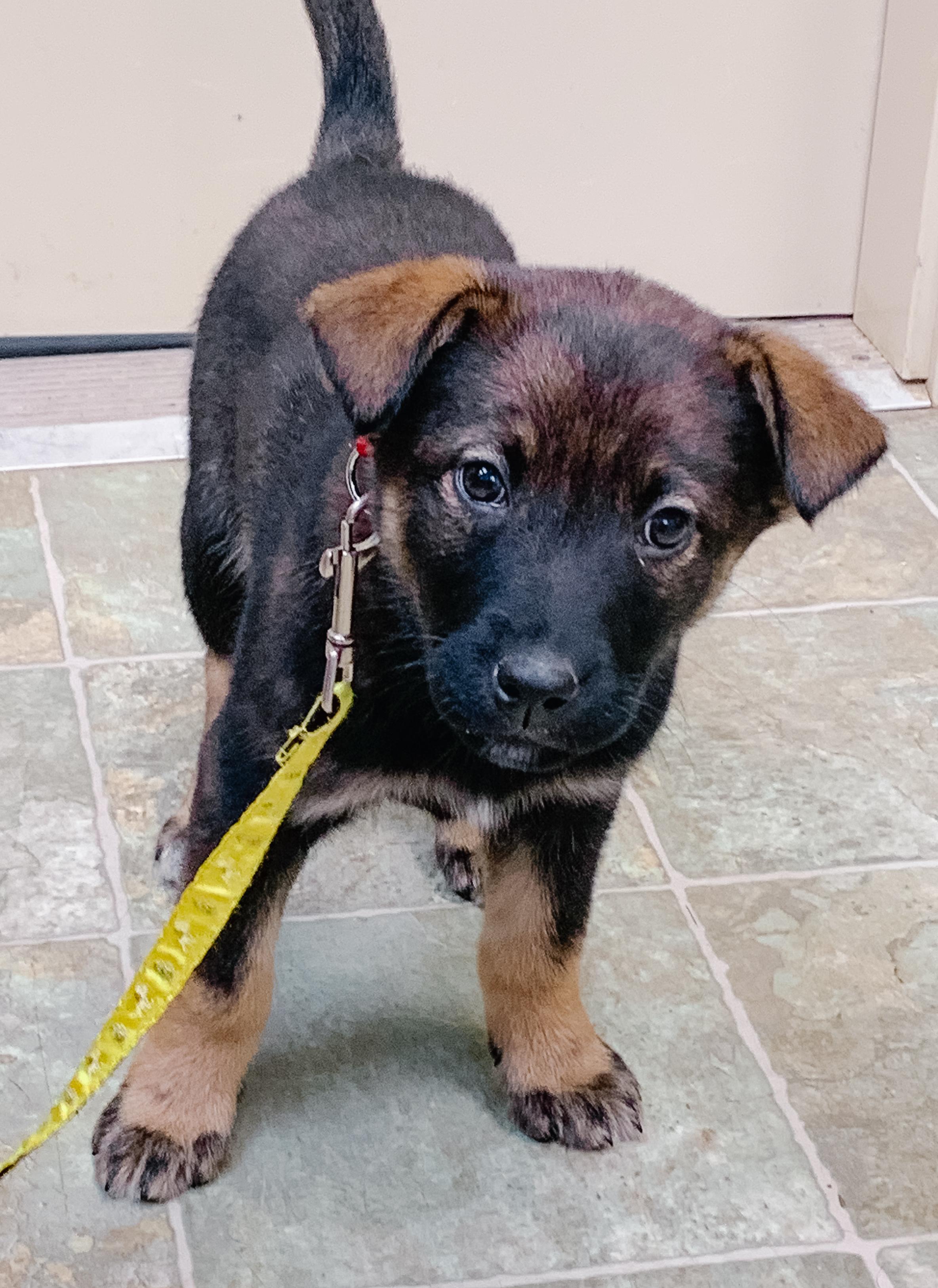 PIGLET, adopted, Puppy Female Mixed Breed.