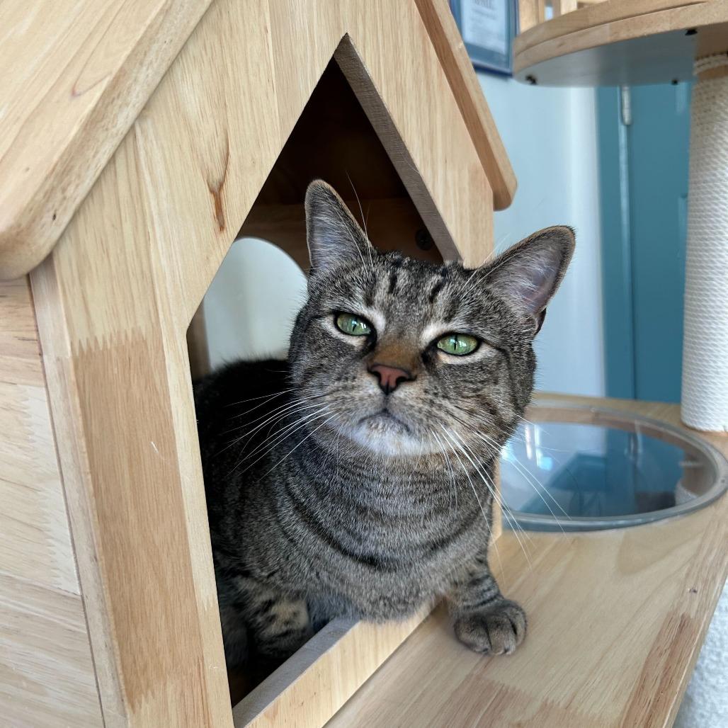 Pumpkin, Adoptable, Adult Female Domestic Short Hair.