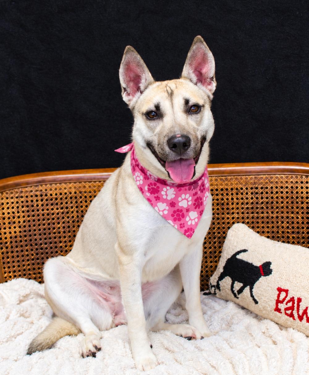 Enlarge Lana, a Adoptable Mixed Breed in Cheboygan, MI image 2/6