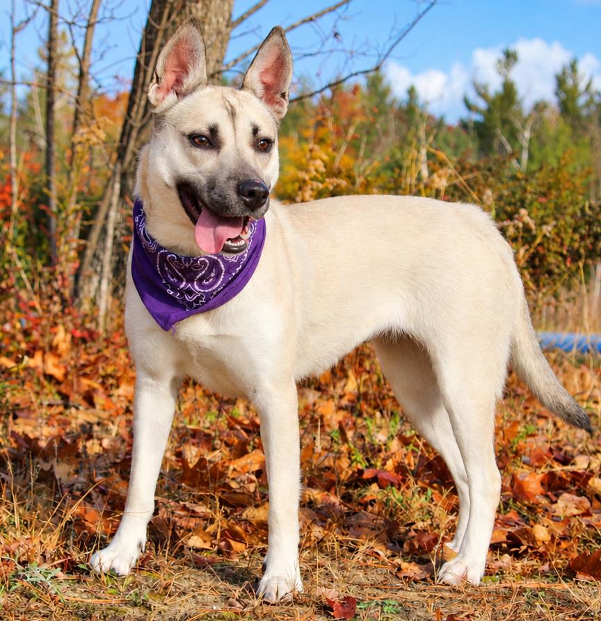 Enlarge Lana, a Adoptable Mixed Breed in Cheboygan, MI image 3/6