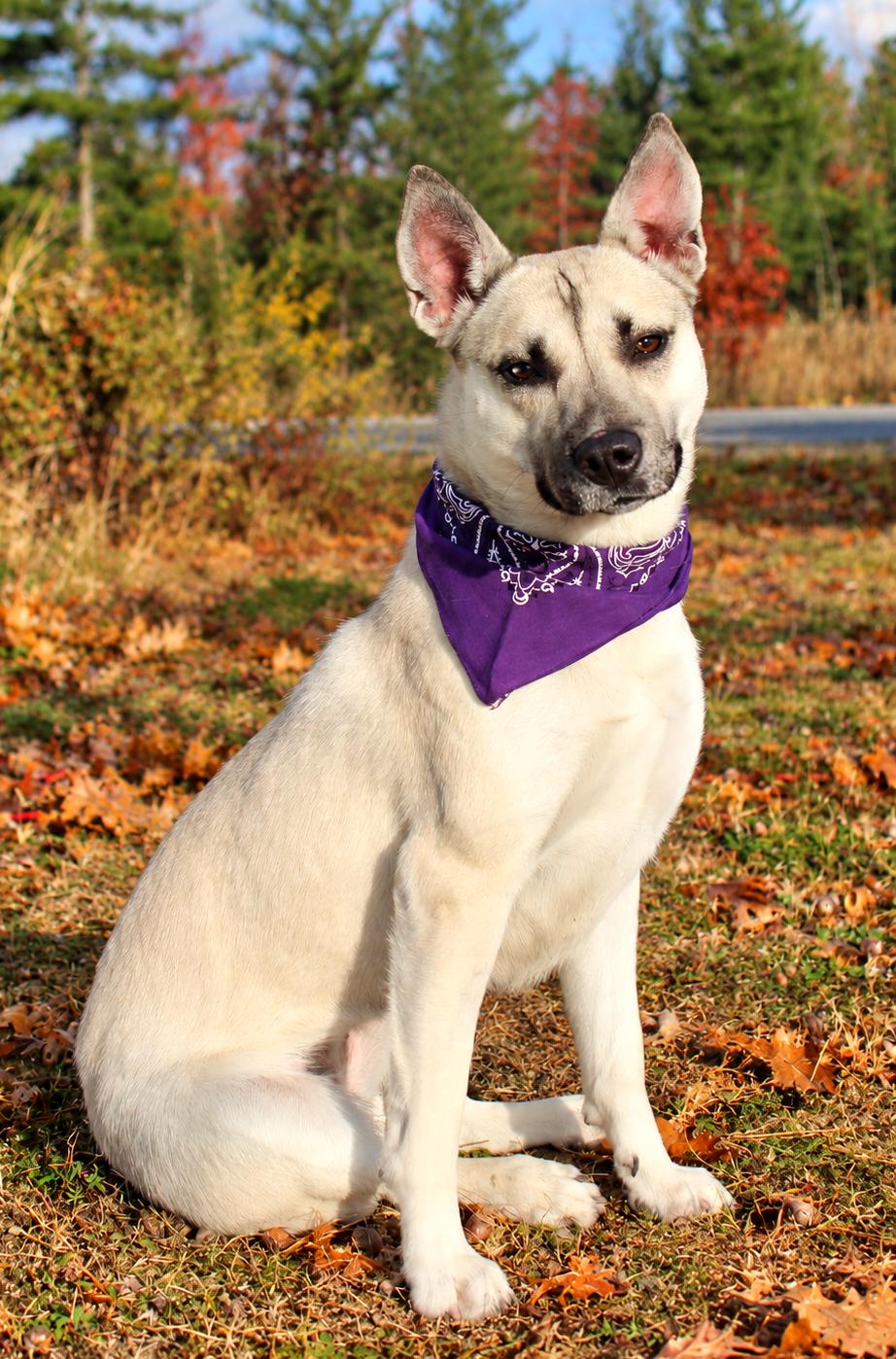 Enlarge Lana, a Adoptable Mixed Breed in Cheboygan, MI image 1/6
