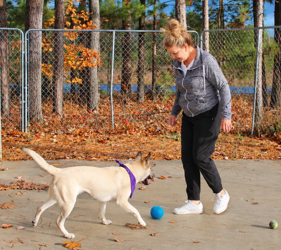 Enlarge Lana, a Adoptable Mixed Breed in Cheboygan, MI image 4/6