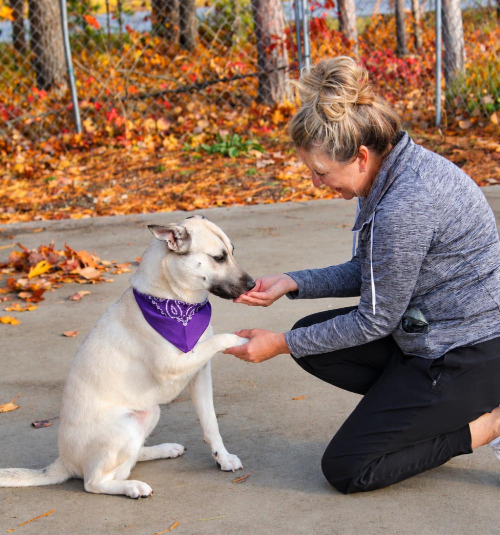 Enlarge Lana, a Adoptable Mixed Breed in Cheboygan, MI image 6/6