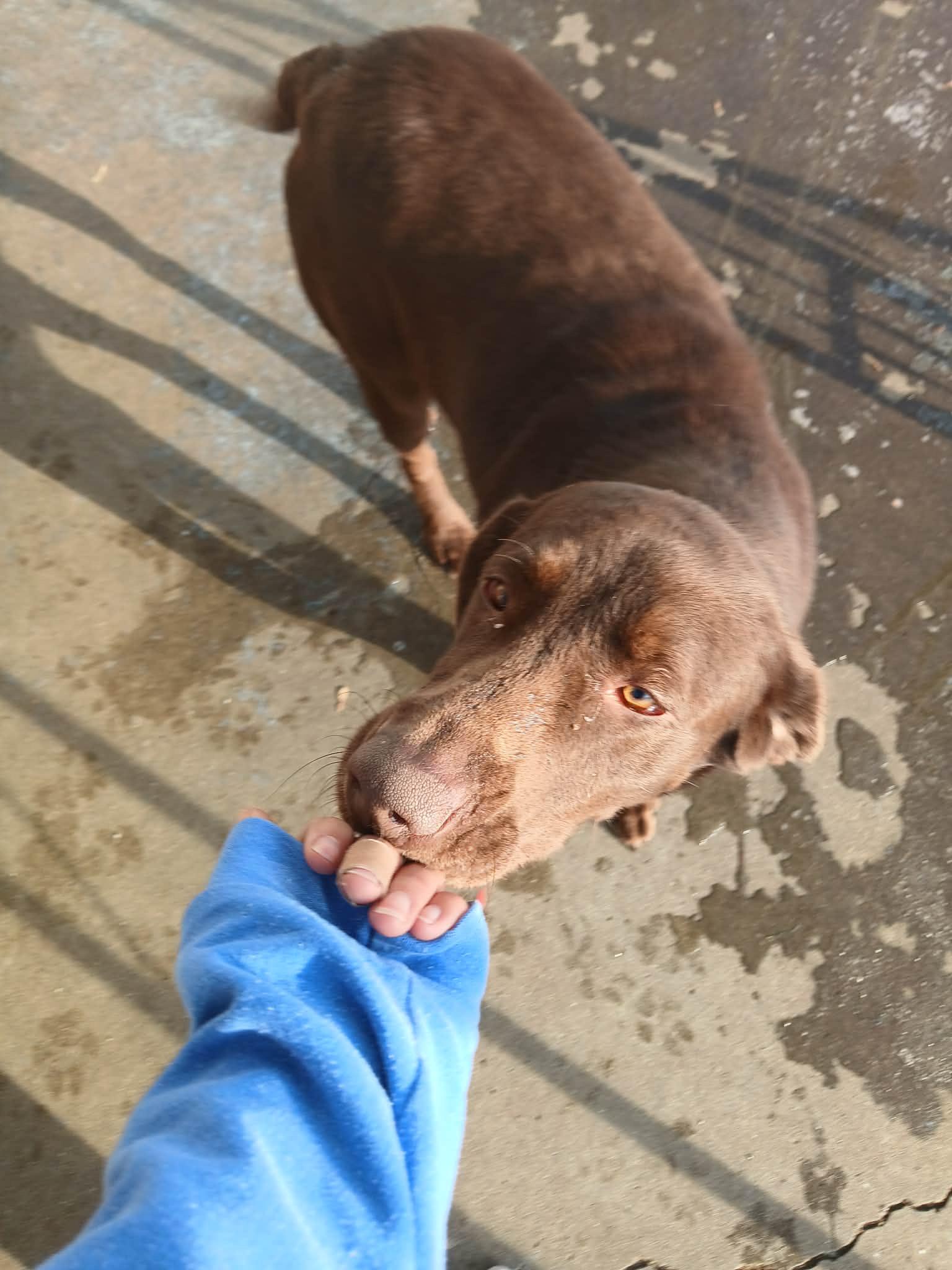 Nova, a ADOPTABLE Chocolate Labrador Retriever in Bloomfield Hills, MI image 2/6
