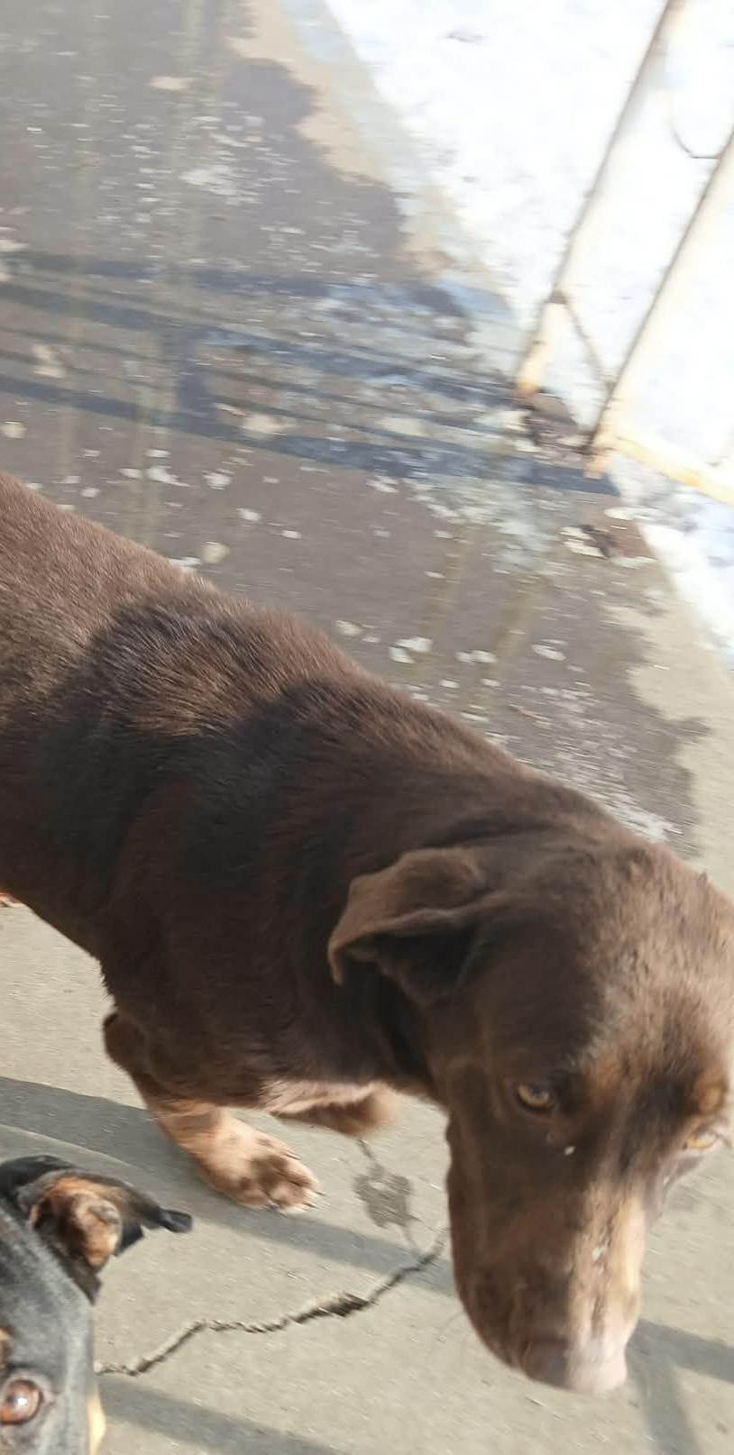 Nova, a ADOPTABLE Chocolate Labrador Retriever in Bloomfield Hills, MI image 6/6