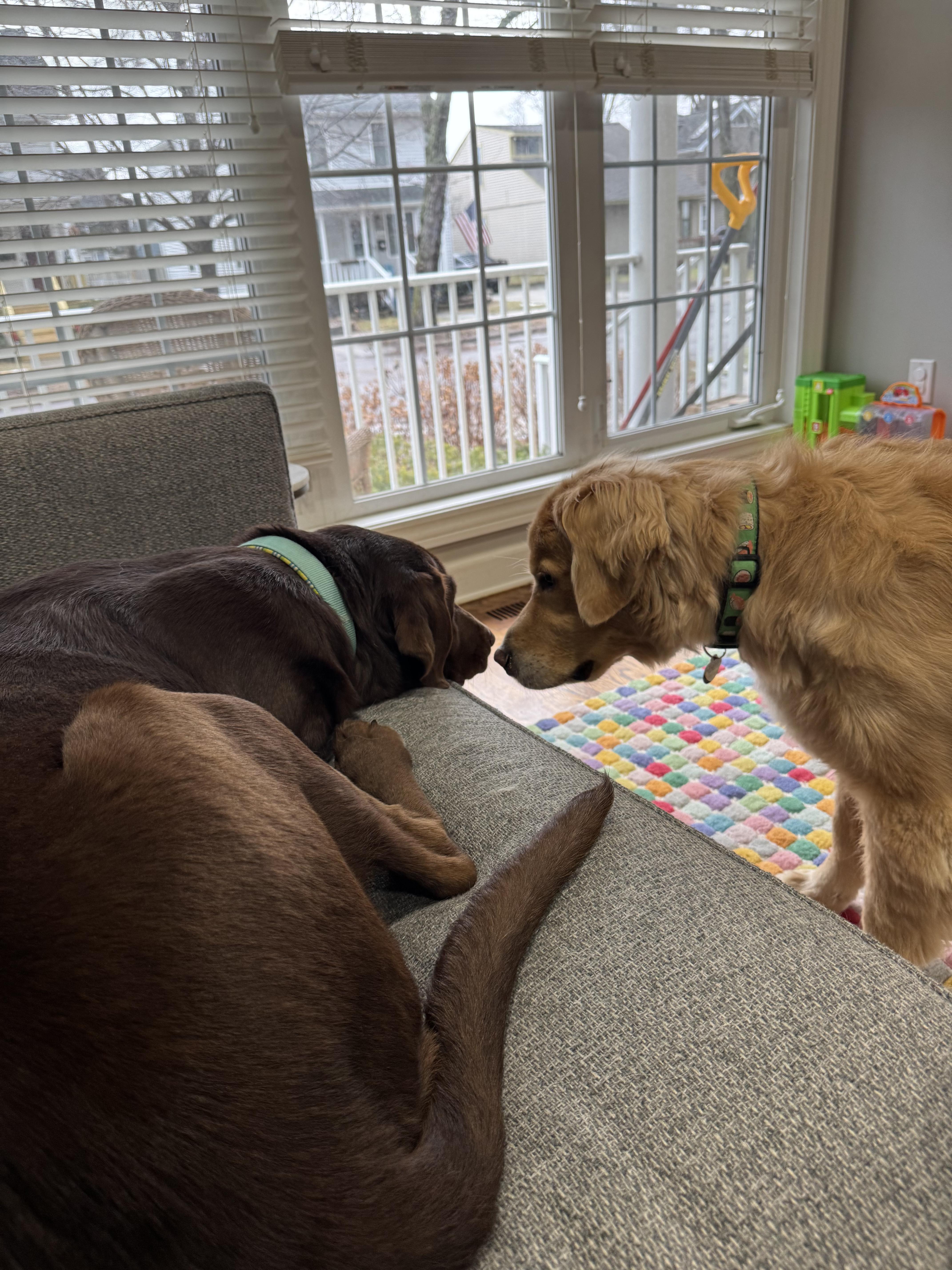 Nova, a ADOPTABLE Chocolate Labrador Retriever in Bloomfield Hills, MI image 5/6