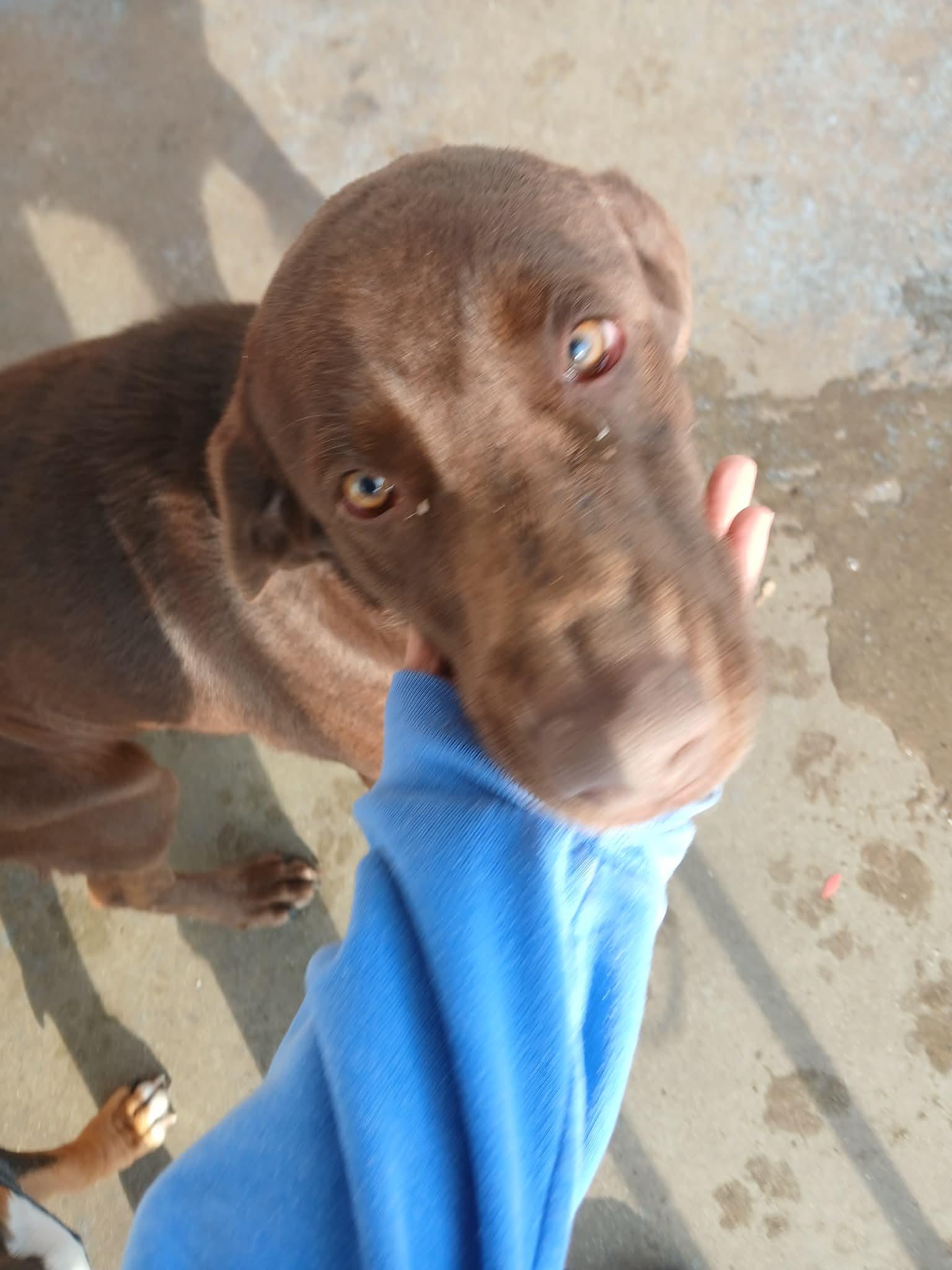 Nova, a ADOPTABLE Chocolate Labrador Retriever in Bloomfield Hills, MI image 4/6