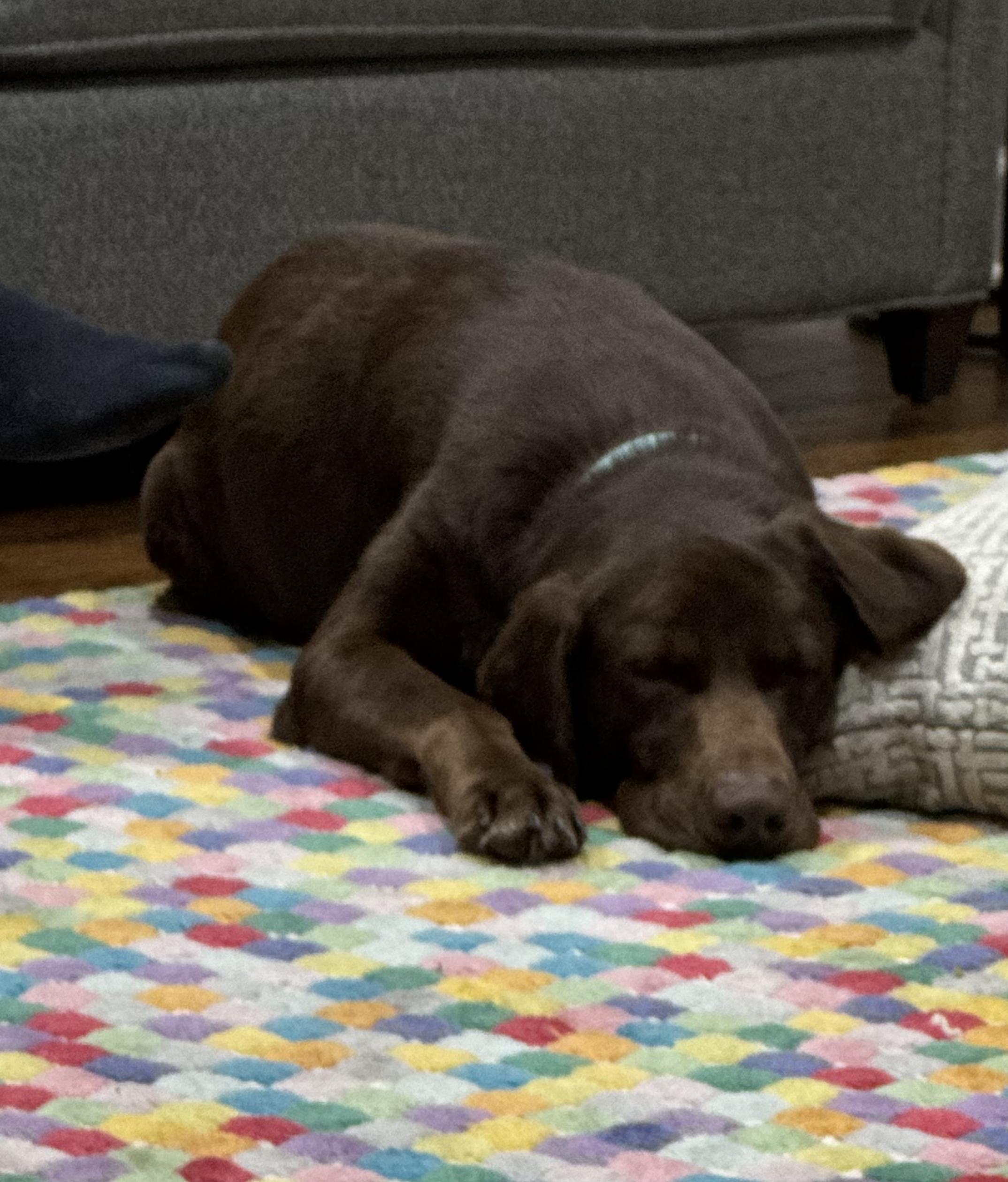 Nova, ADOPTABLE, Adult Female Chocolate Labrador Retriever.