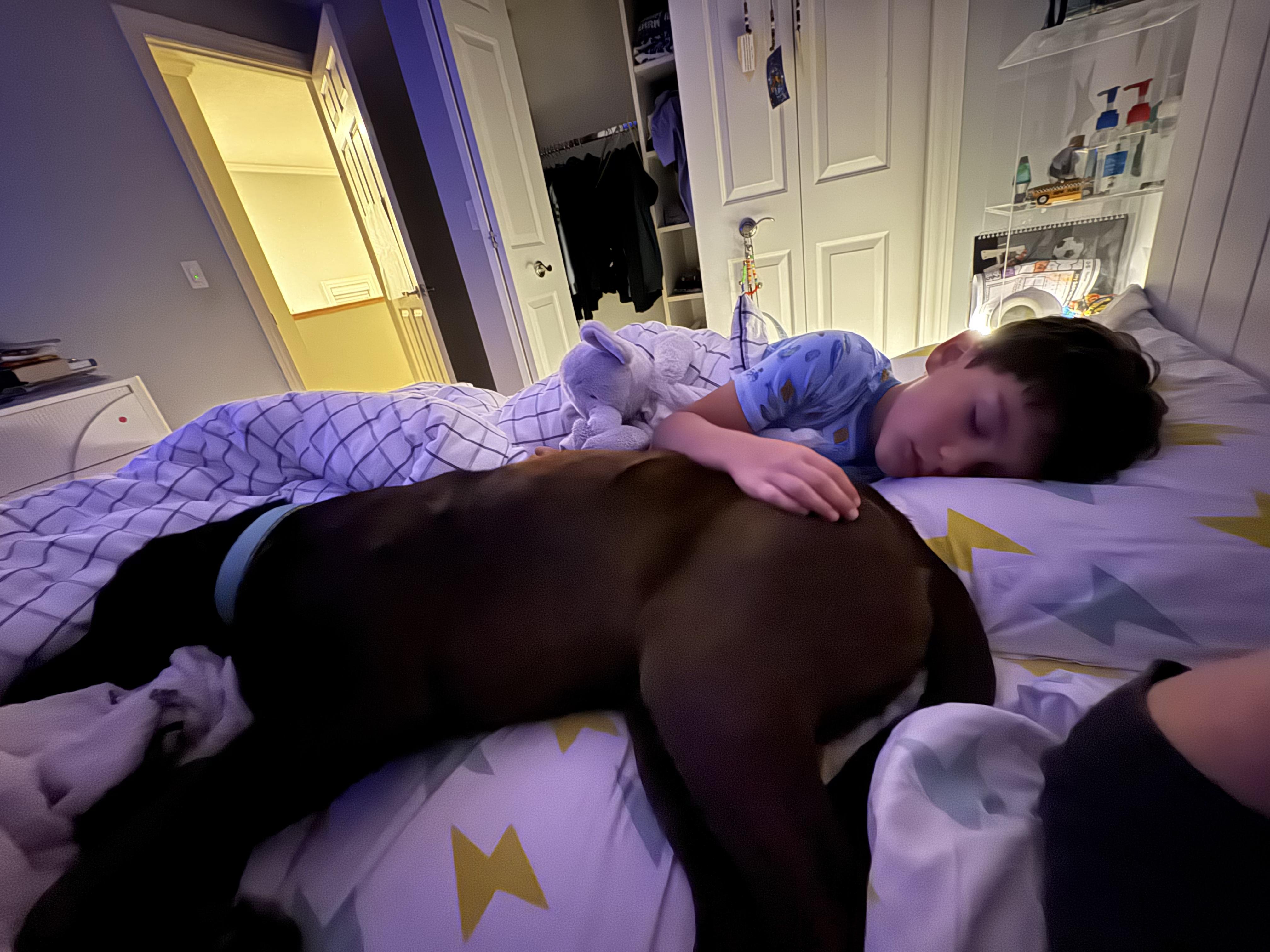 Nova, a ADOPTABLE Chocolate Labrador Retriever in Bloomfield Hills, MI image 3/6