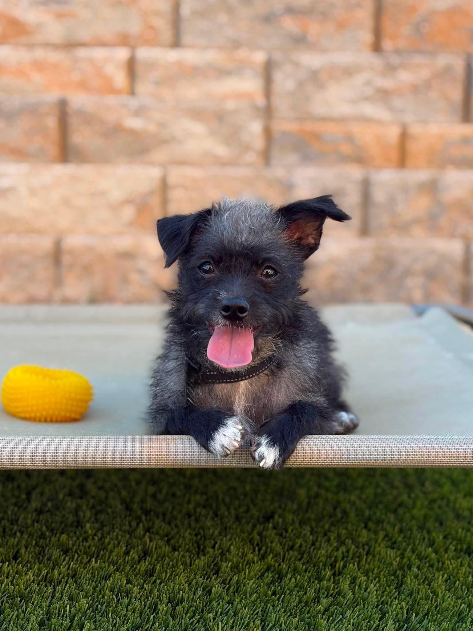 Enlarge Chorizo, a Adoptable mixed breed in Las Vegas, NV image 3/3
