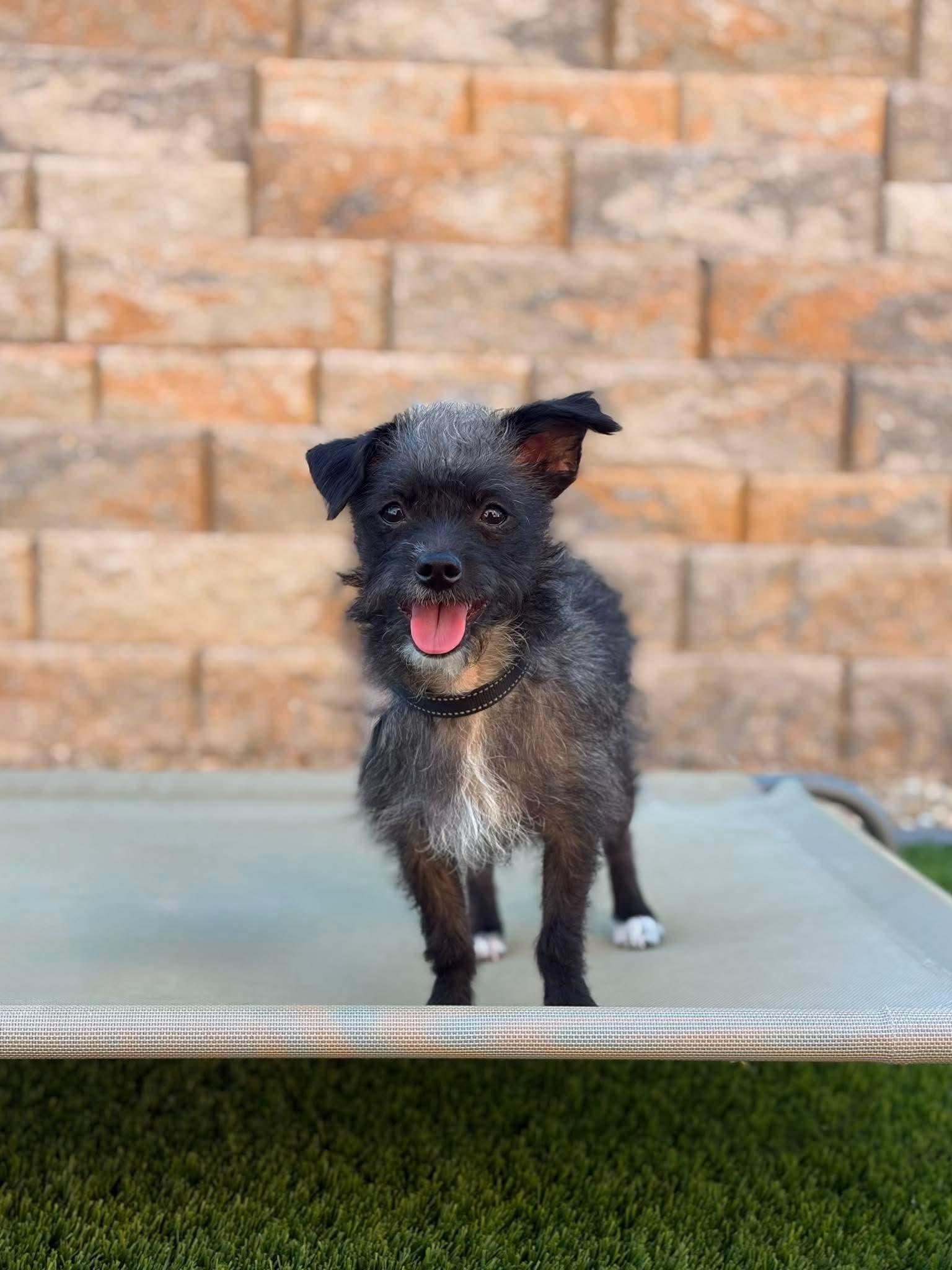 Enlarge Chorizo, a Adoptable mixed breed in Las Vegas, NV image 1/3