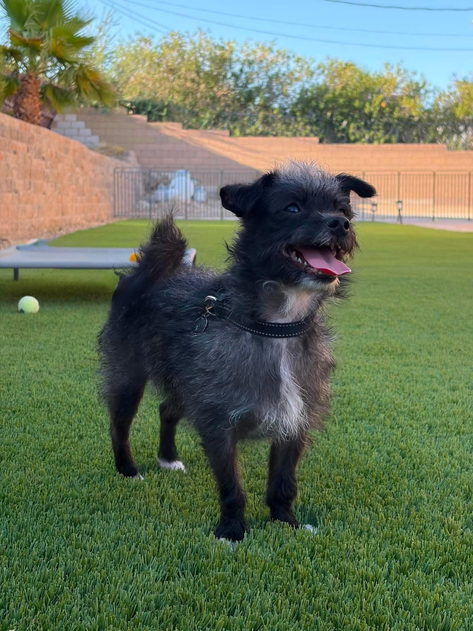 Enlarge Chorizo, a Adoptable mixed breed in Las Vegas, NV image 2/3